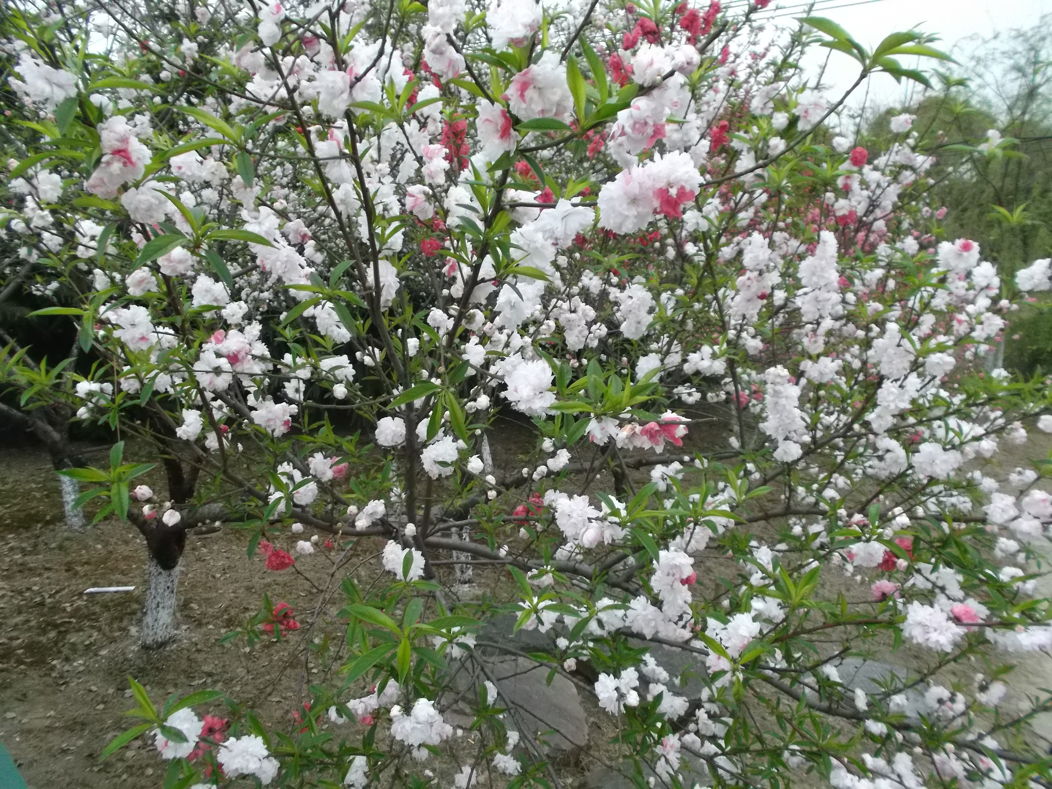Lijiang