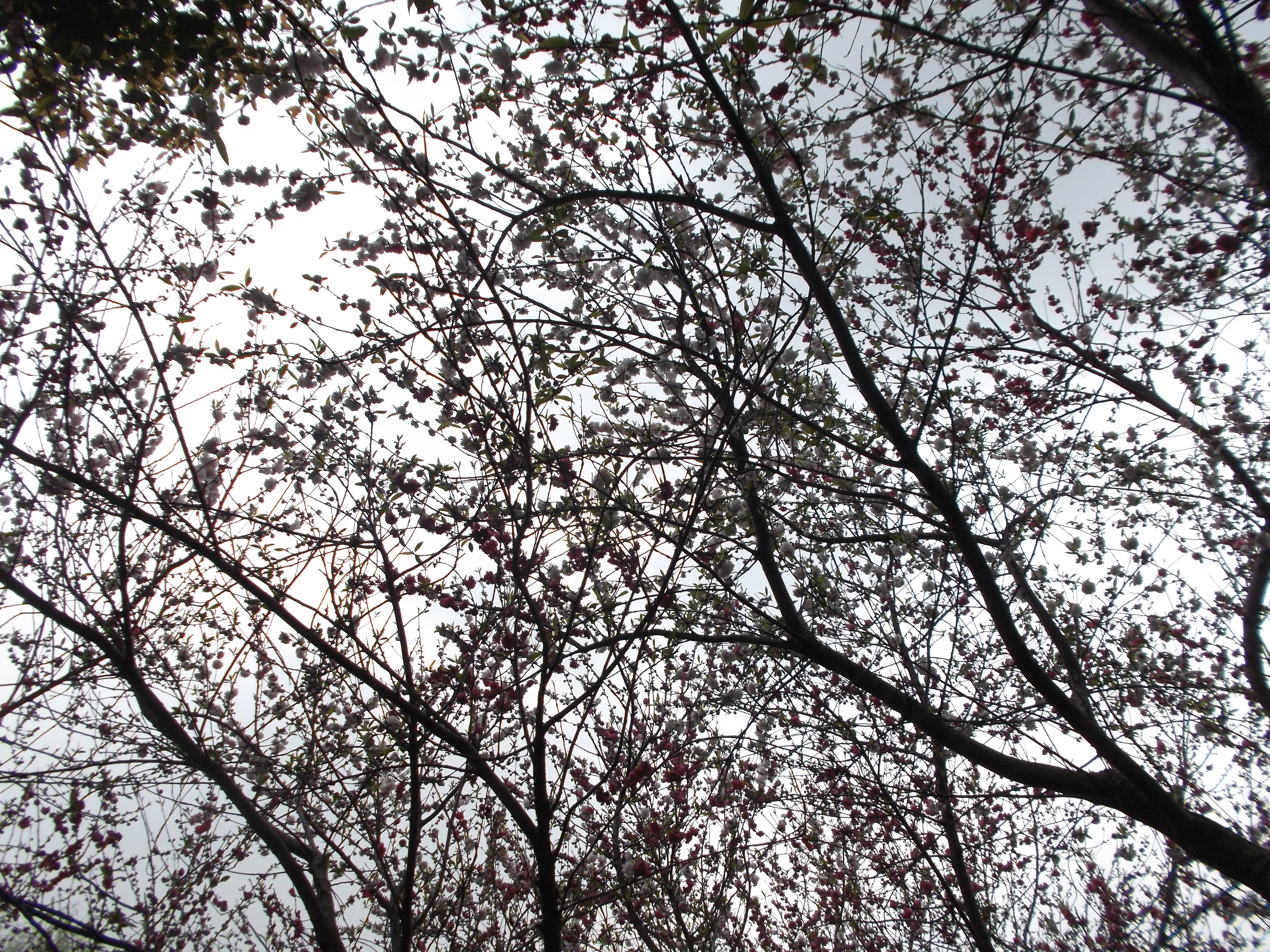 Lijiang