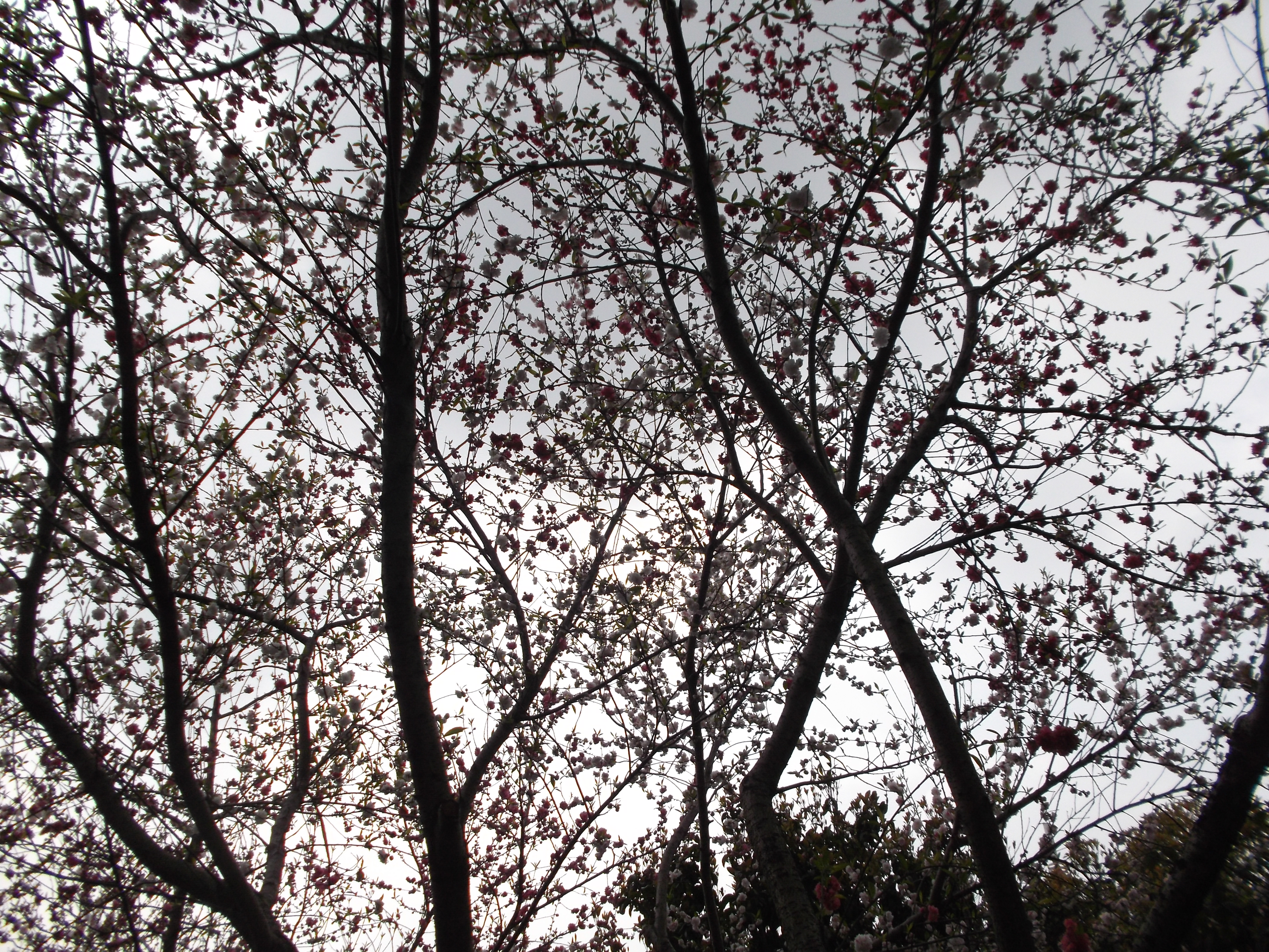Lijiang