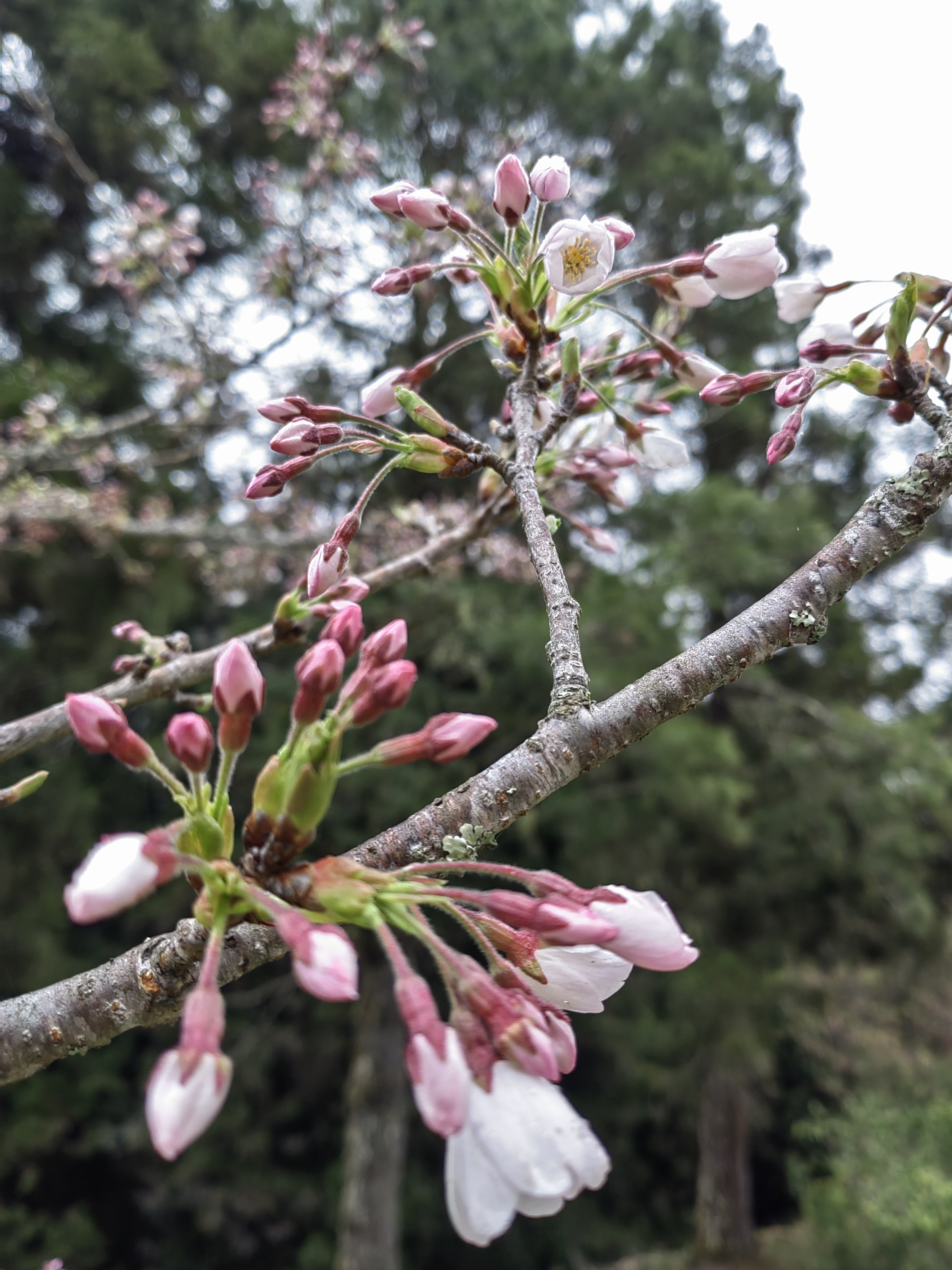 Alishan flora