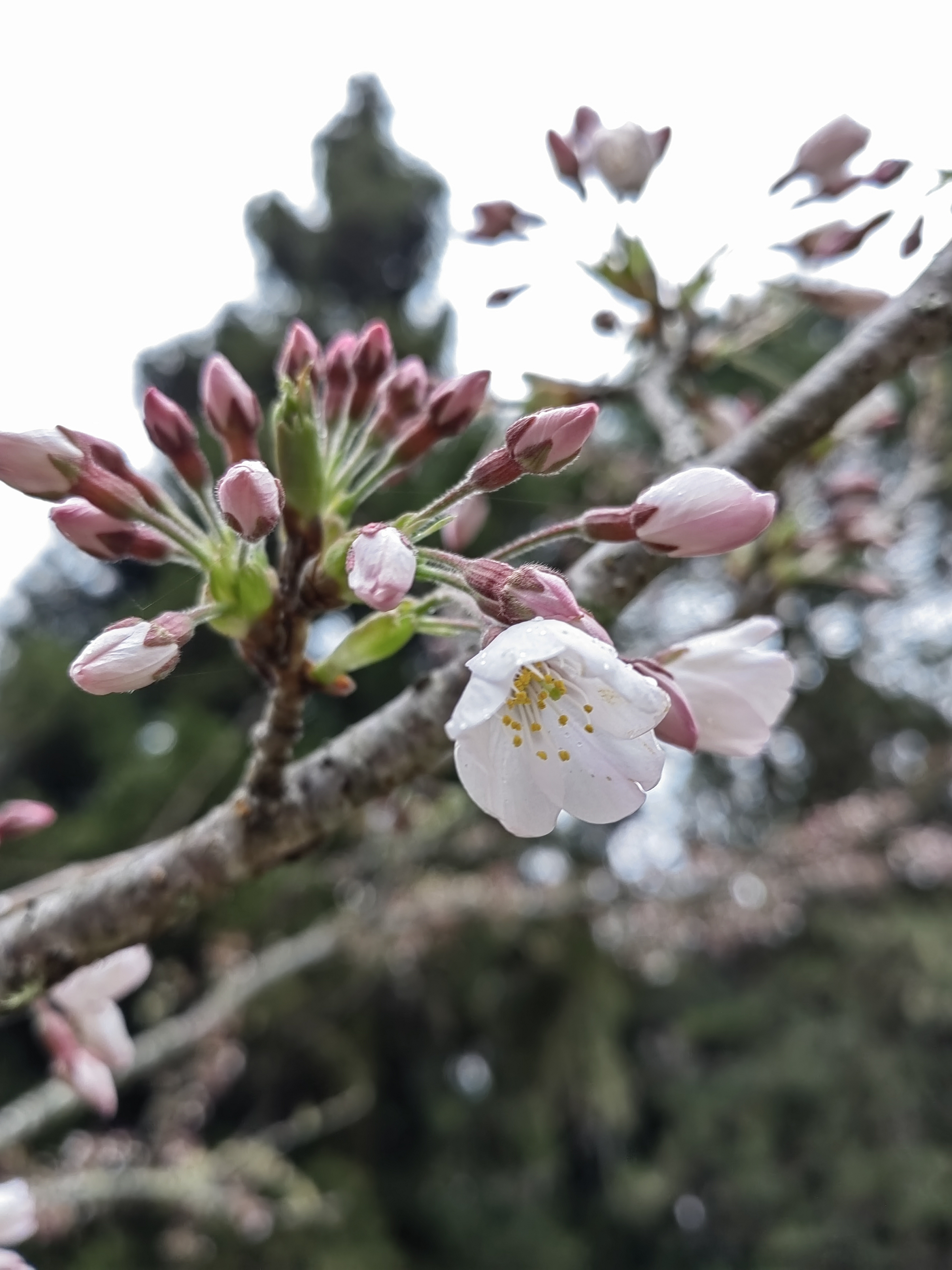 Alishan flora