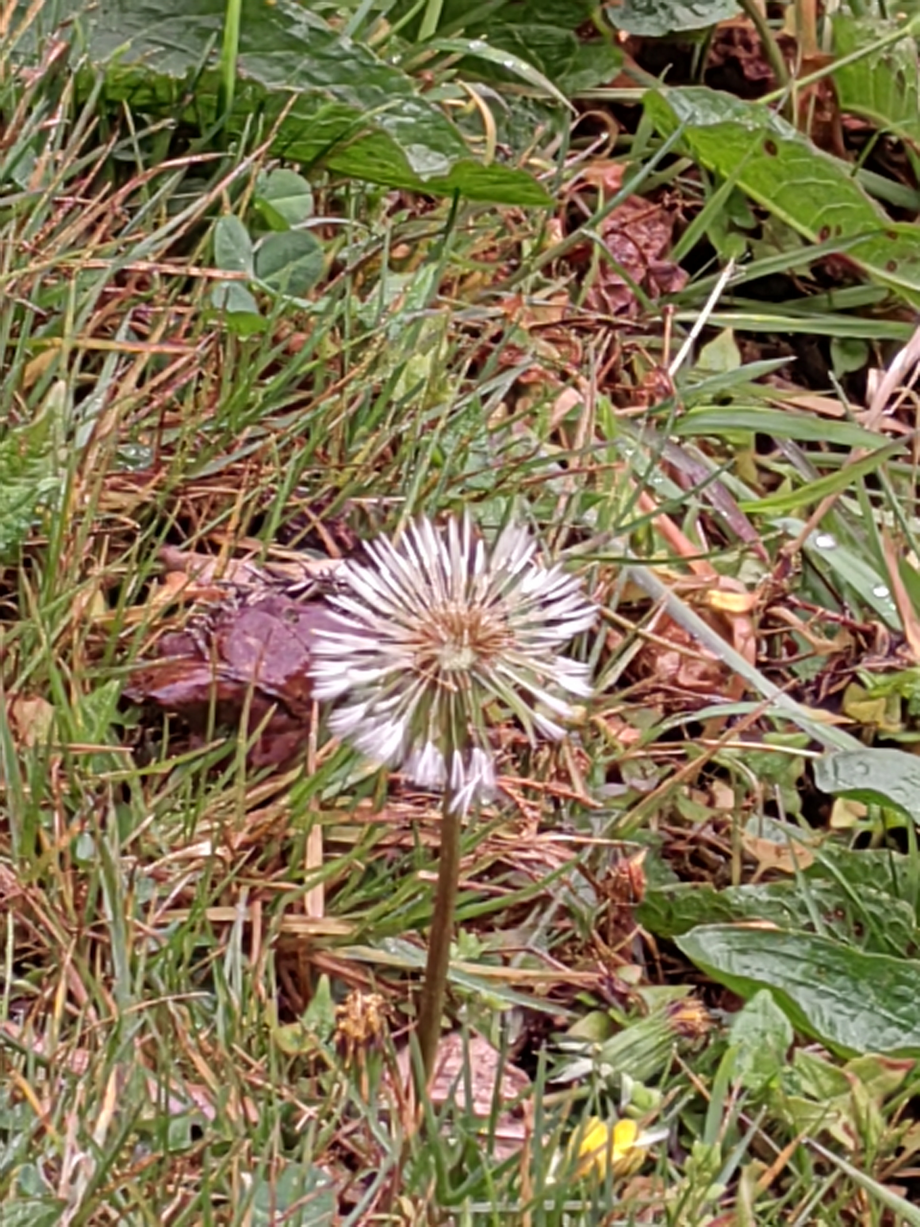 Alishan flora