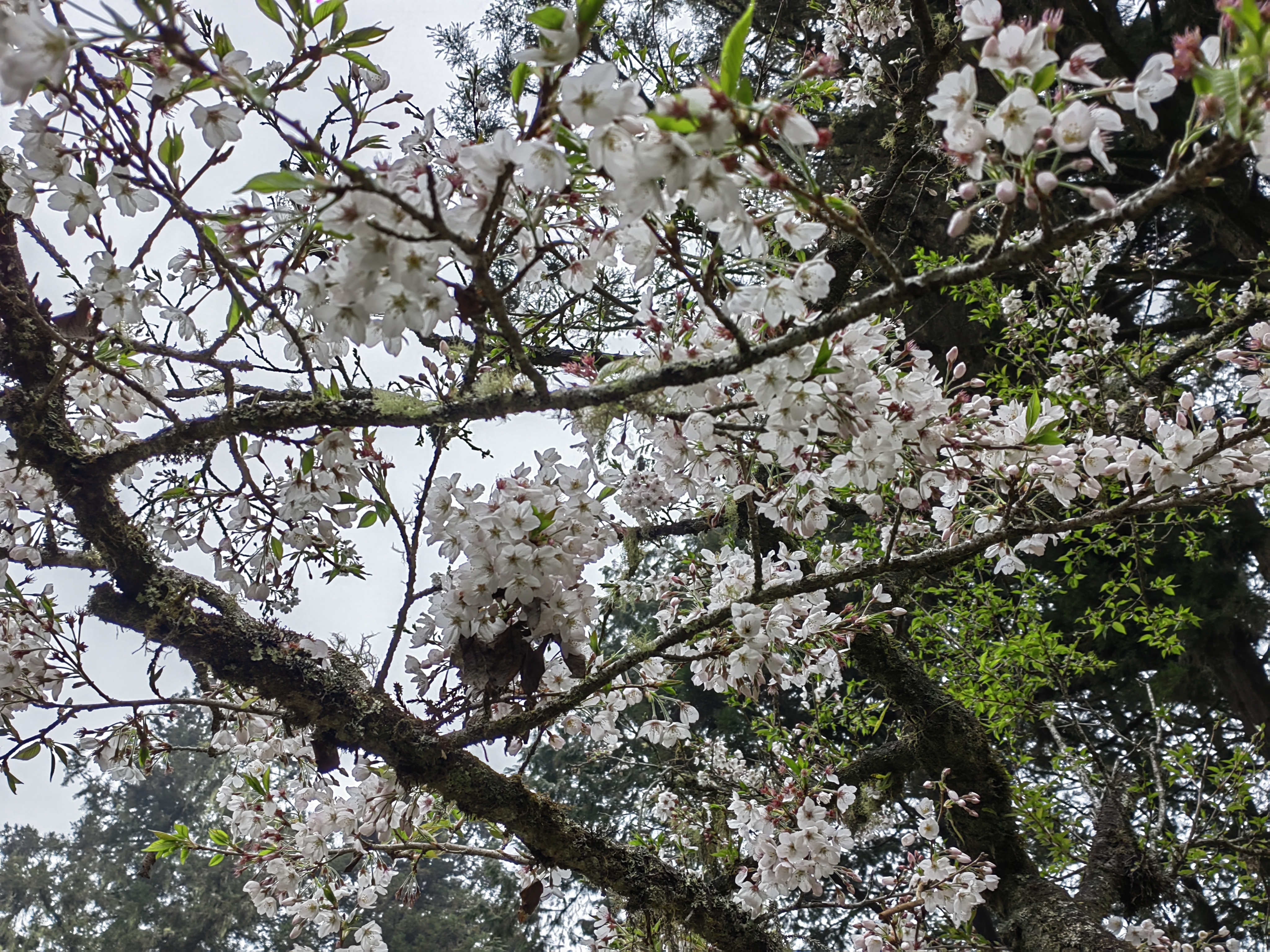 Alishan flora
