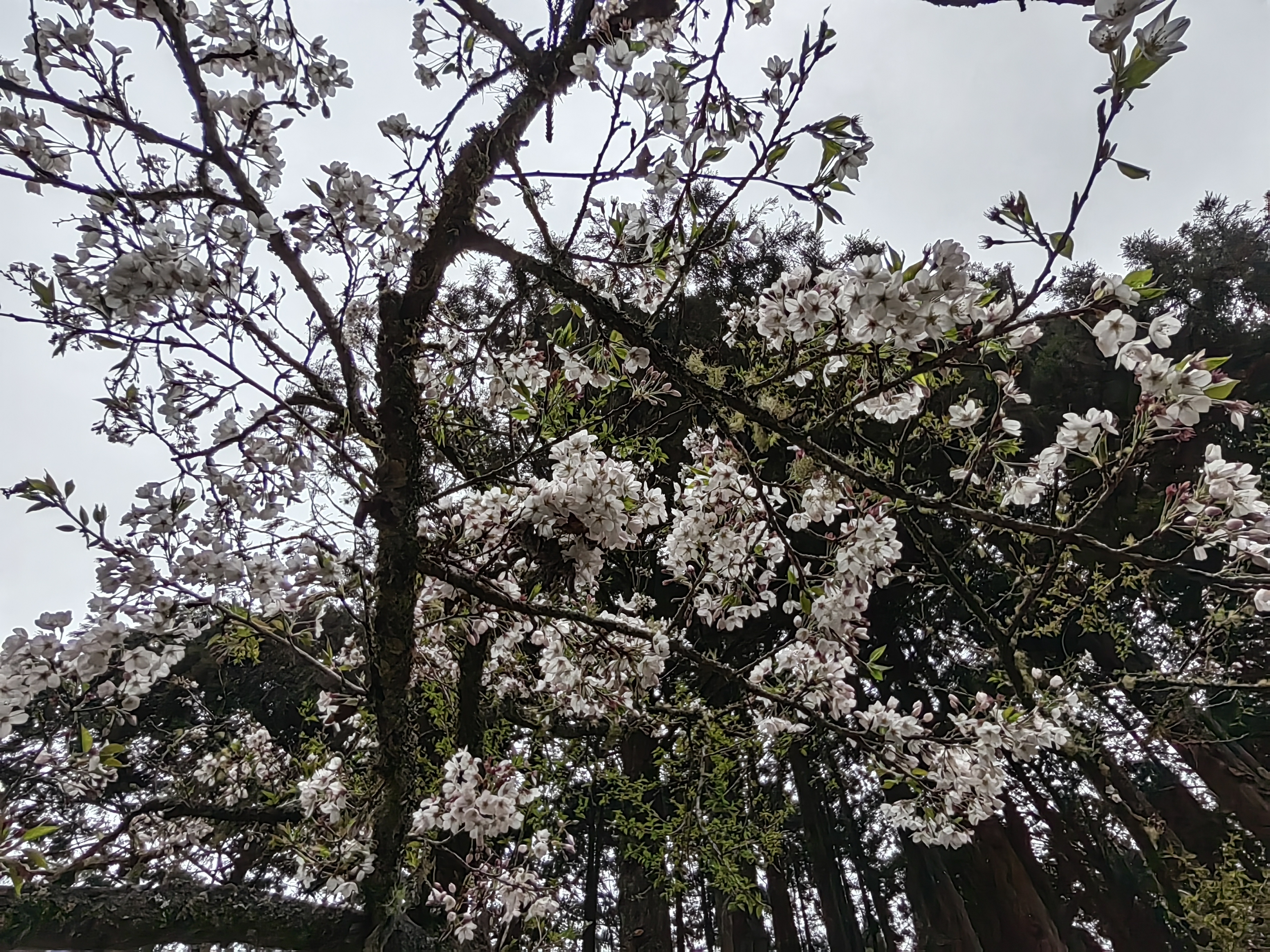 Alishan flora