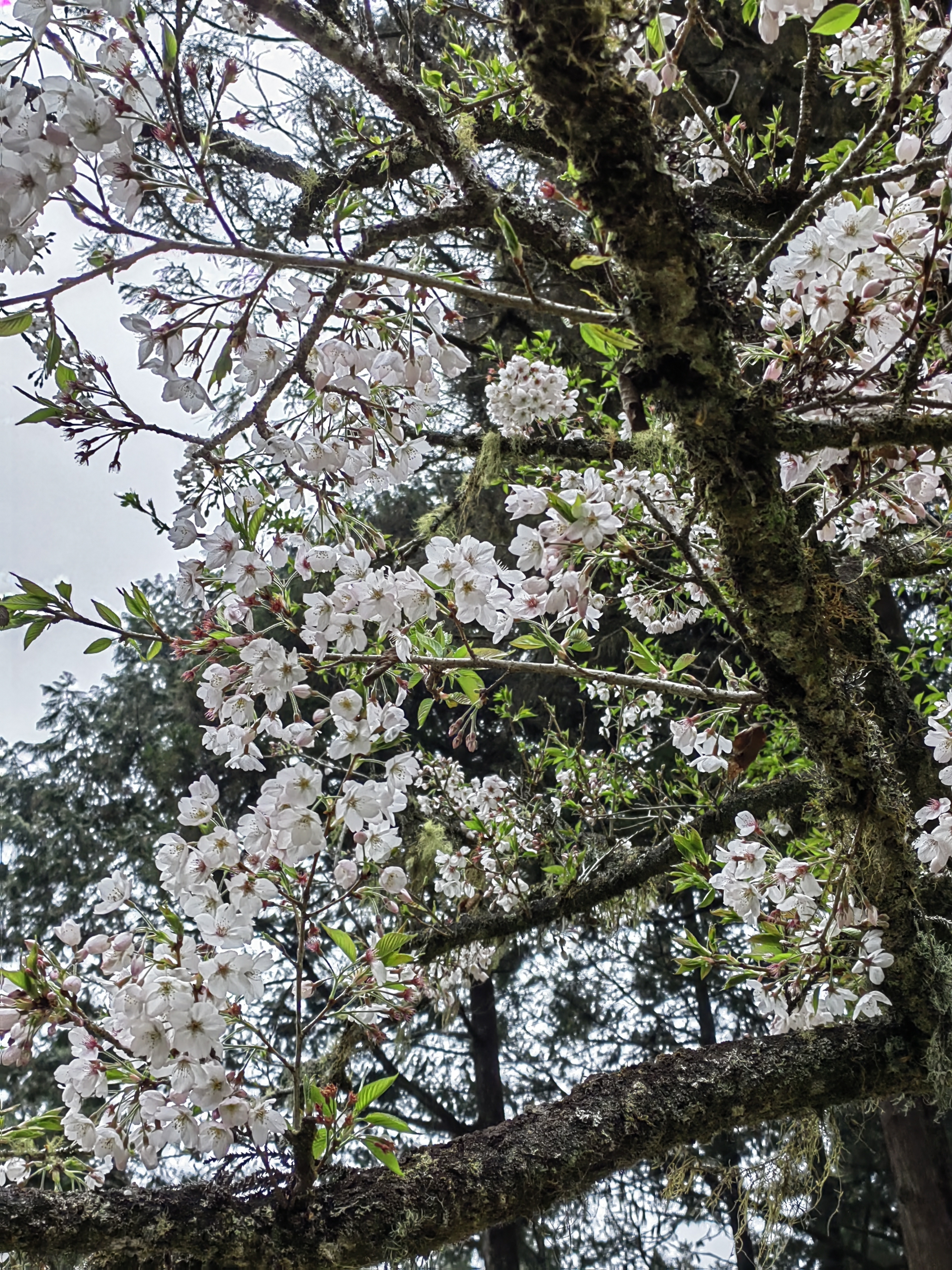 Alishan flora