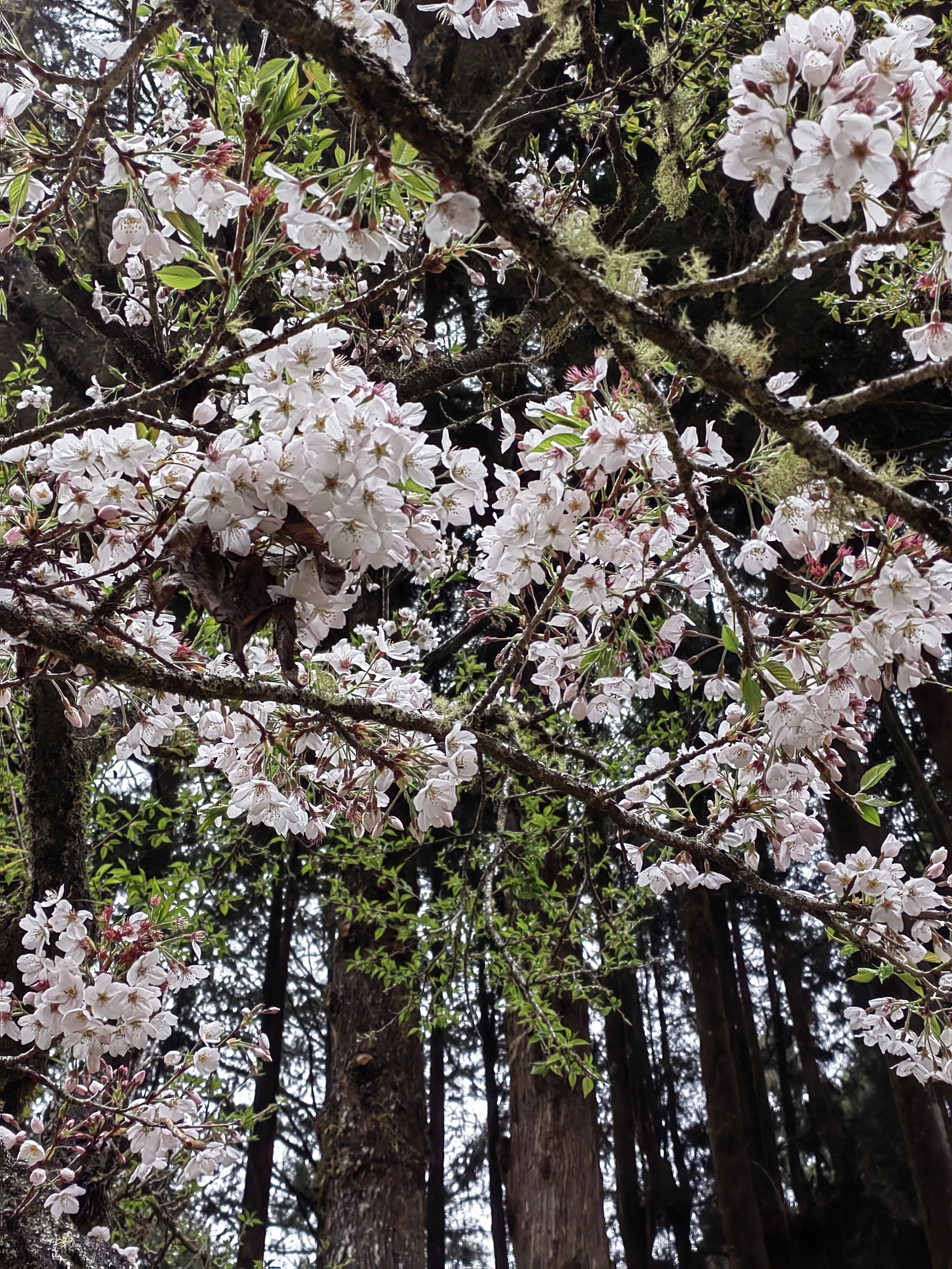 Alishan flora