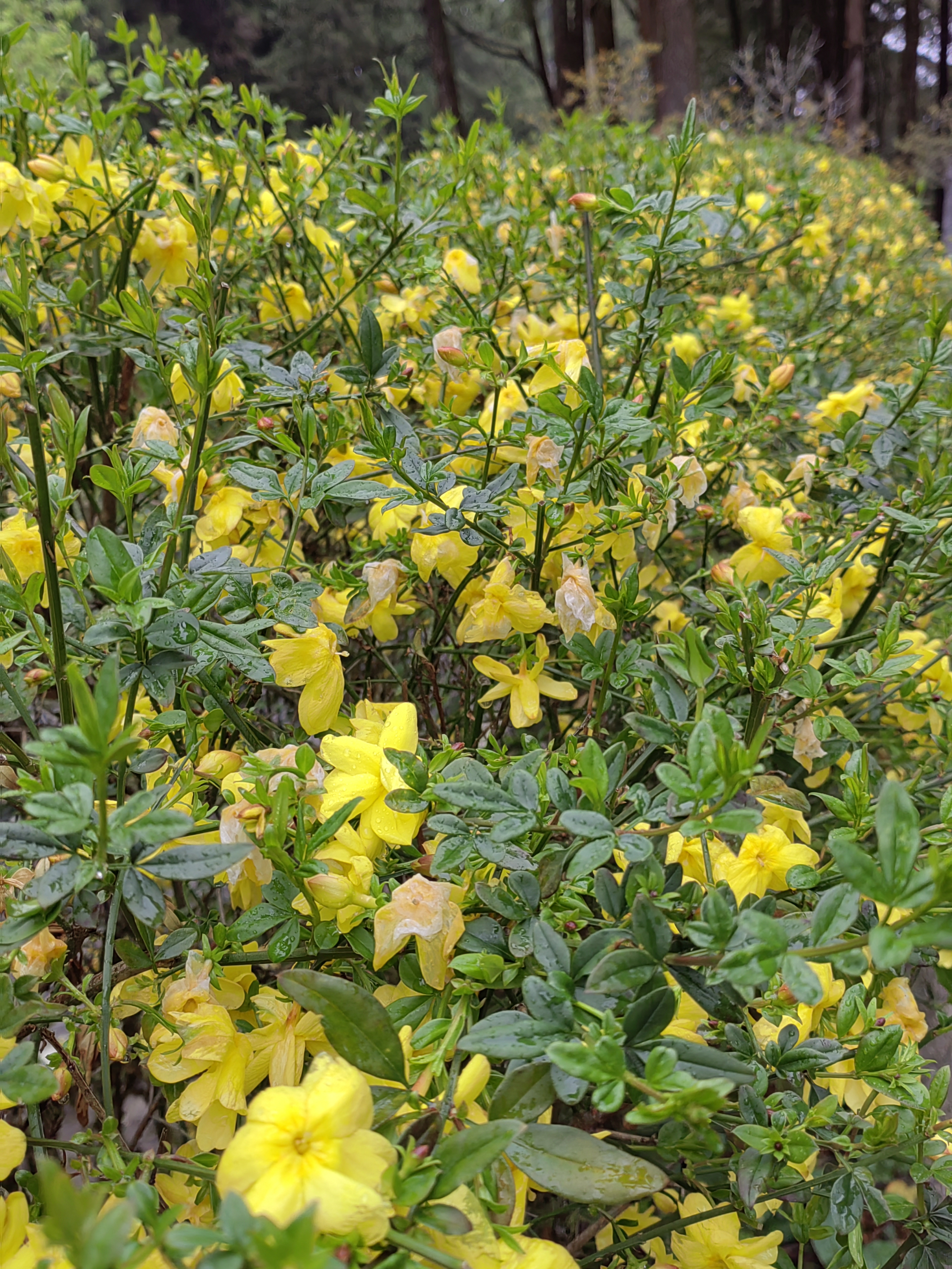 Alishan flora