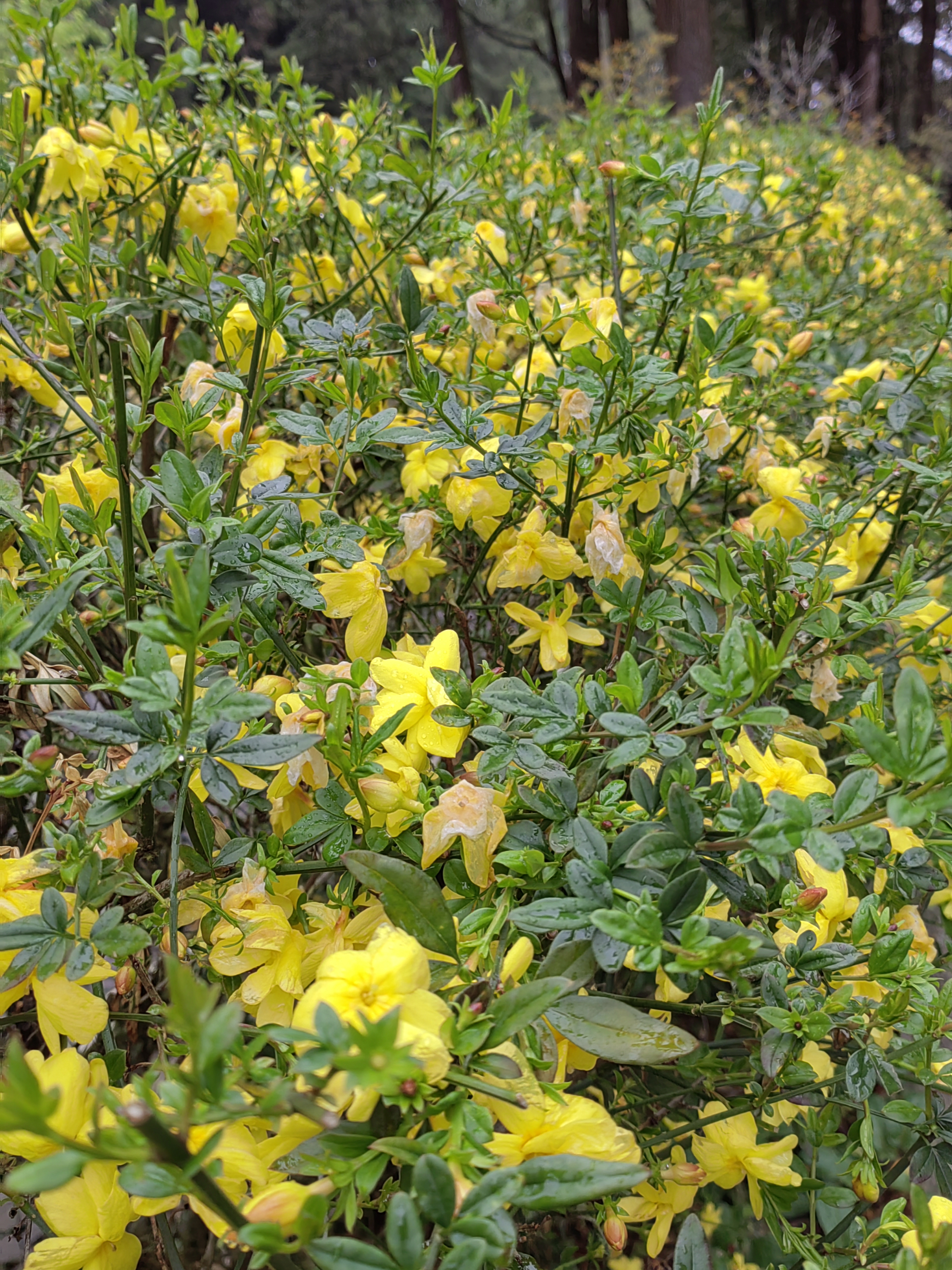 Alishan flora