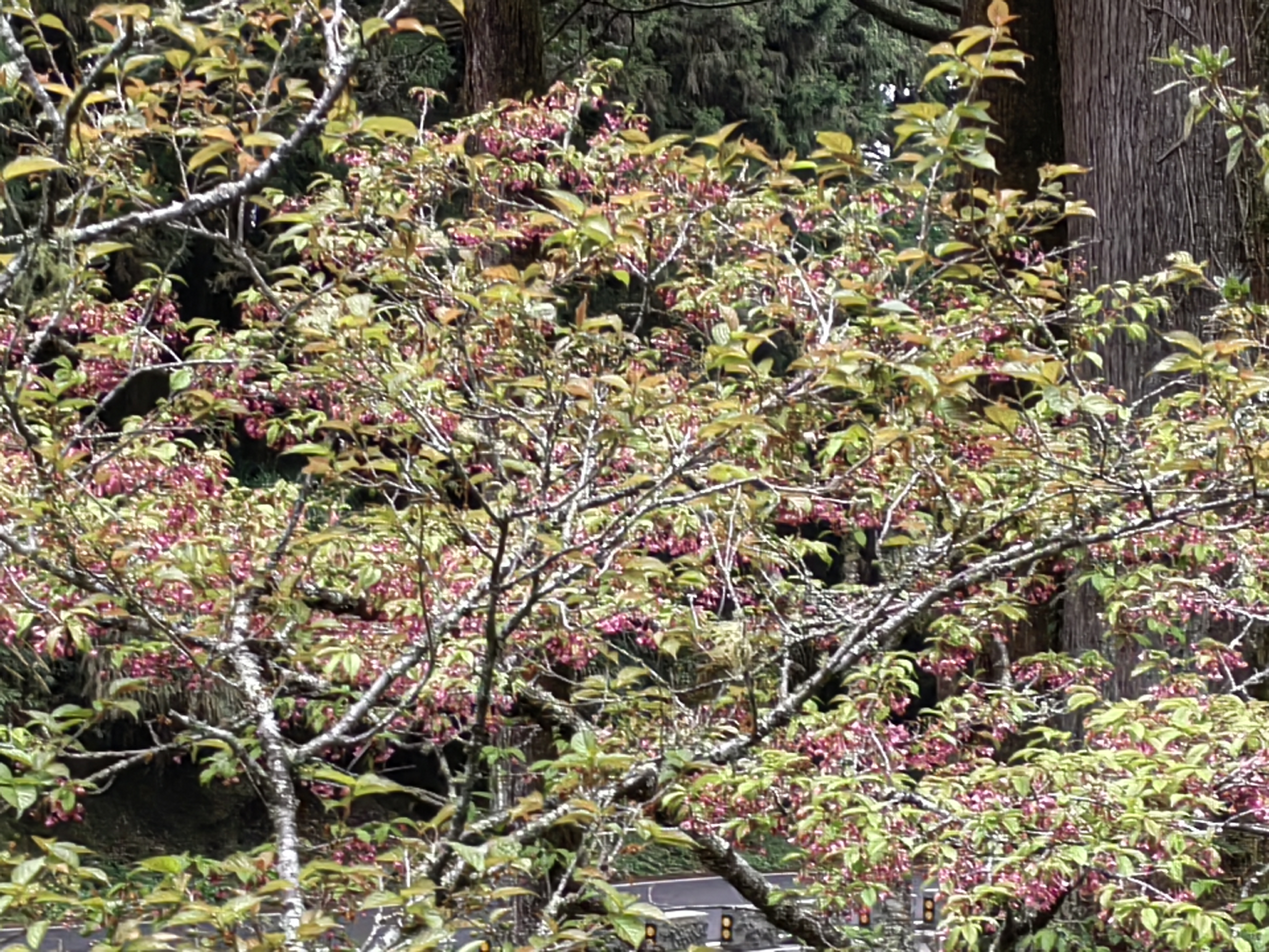 Alishan flora