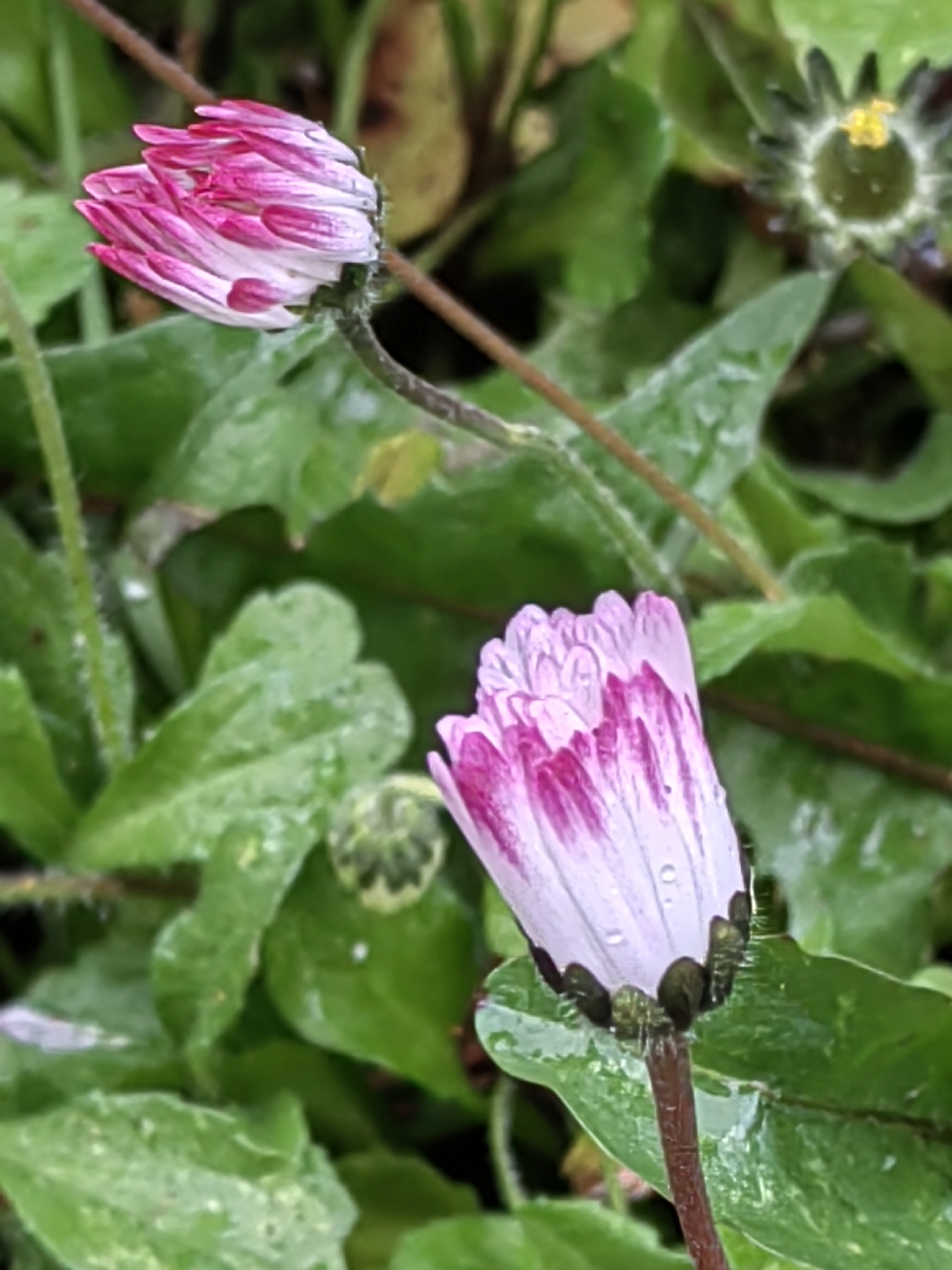 Alishan flora