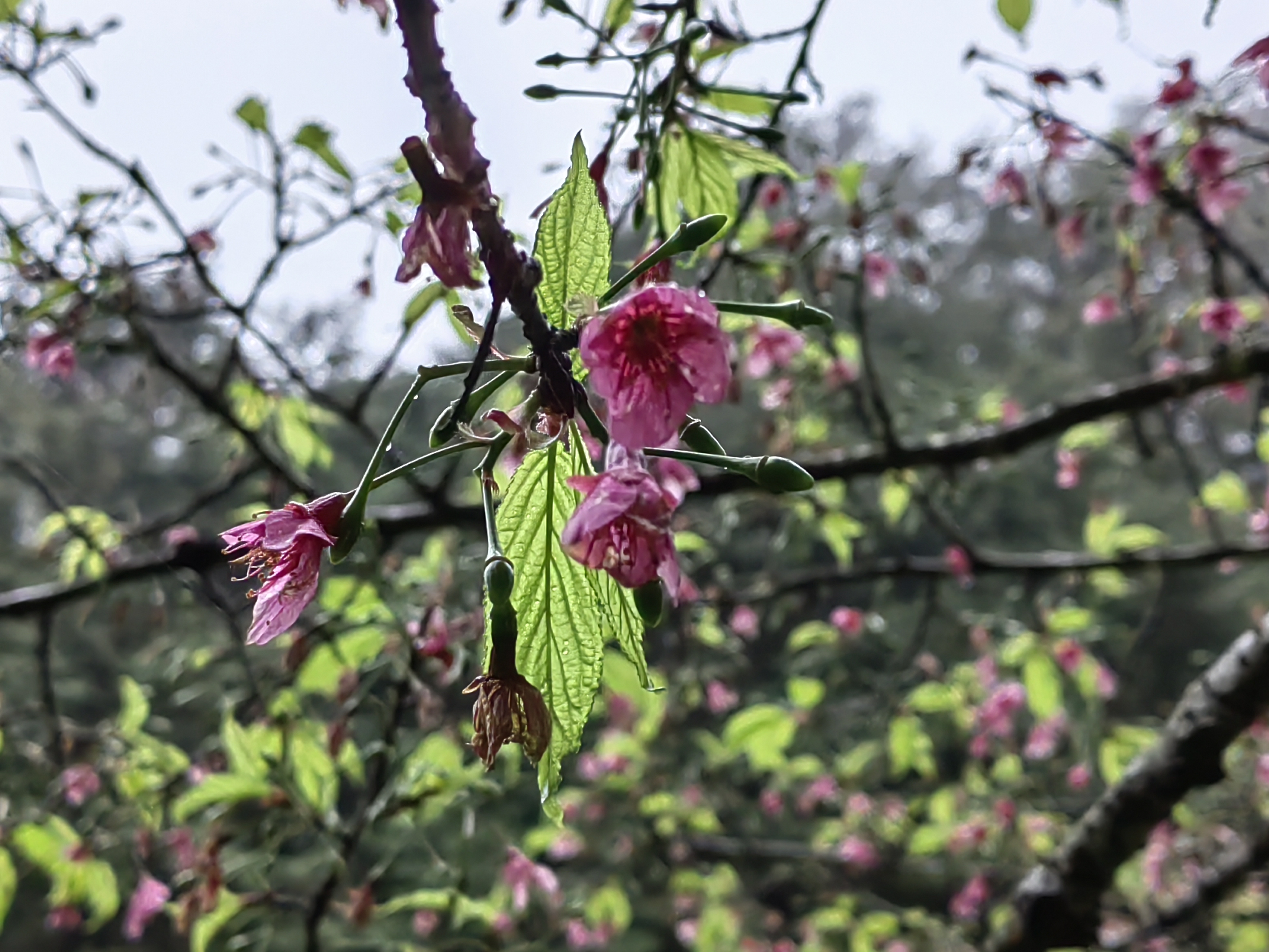 Alishan flora