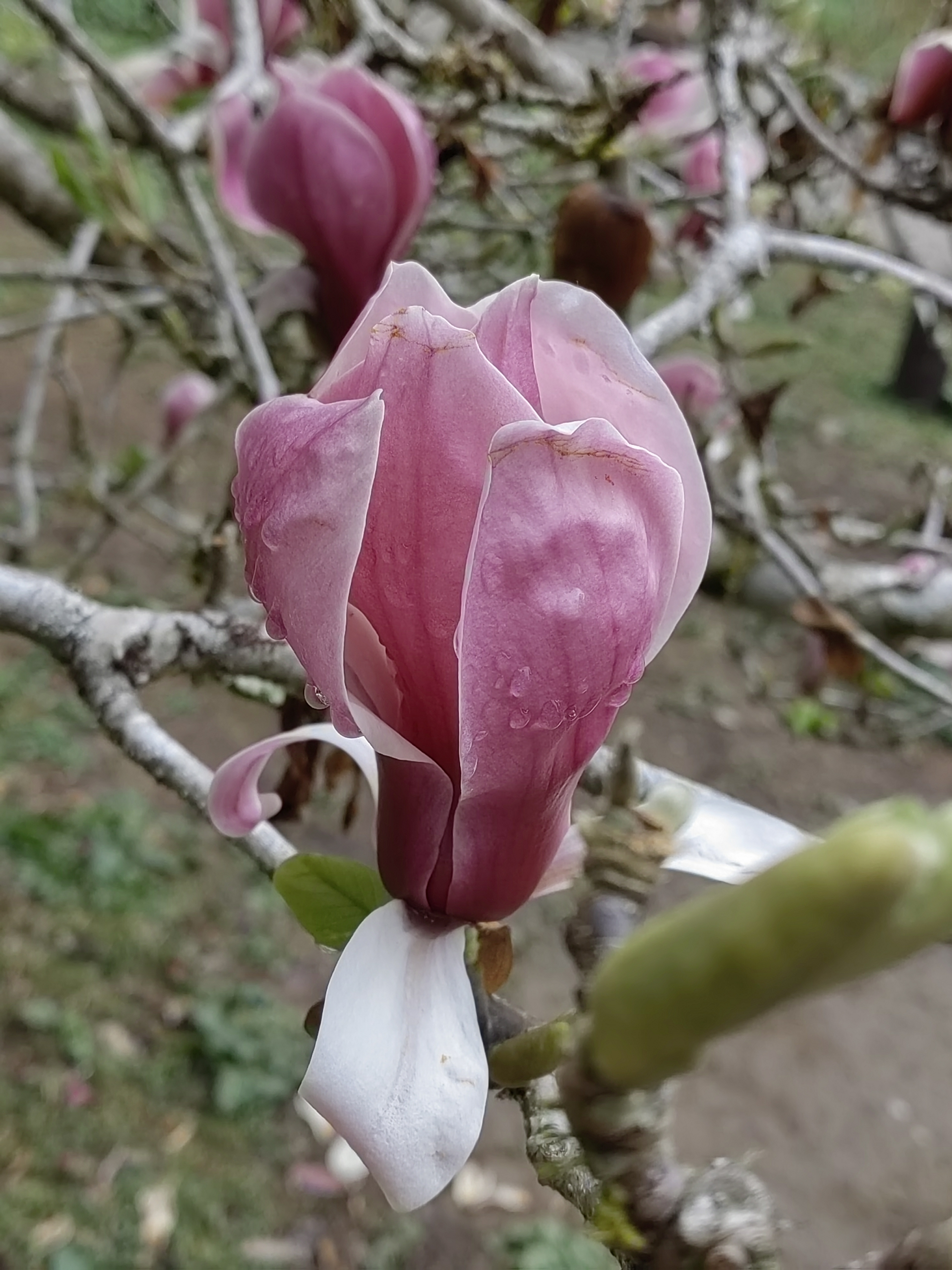 Alishan flora