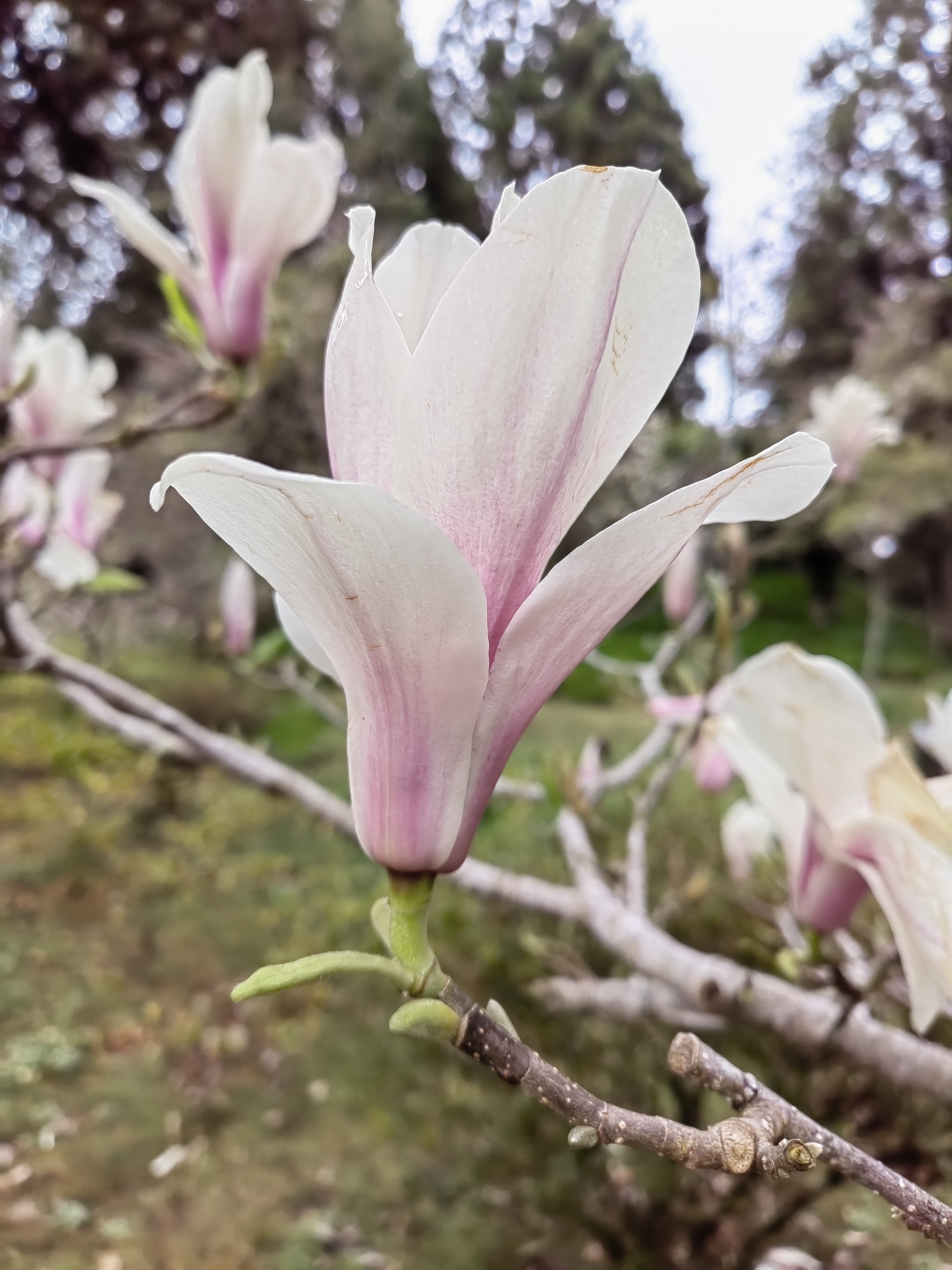 Alishan flora