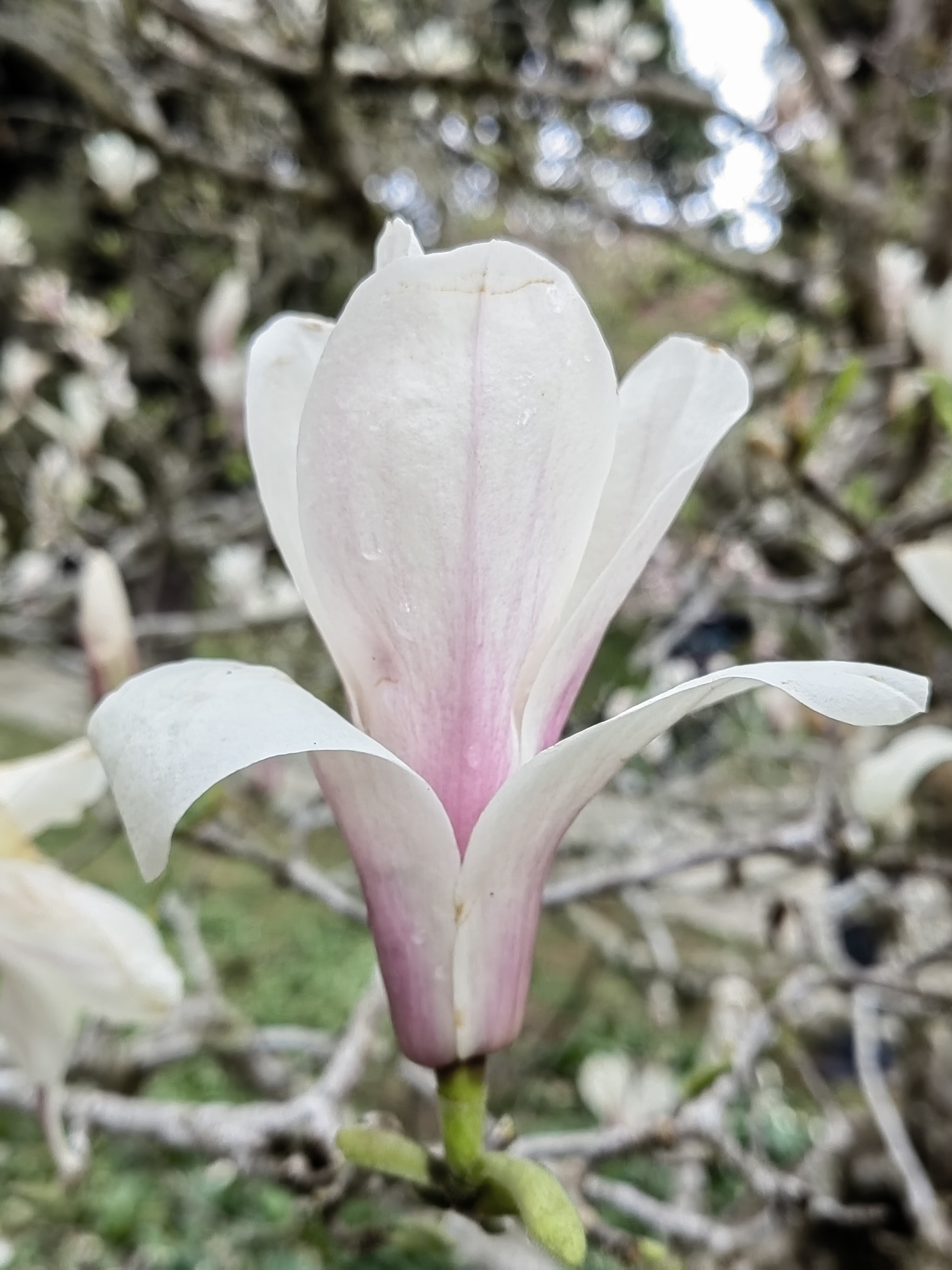 Alishan flora