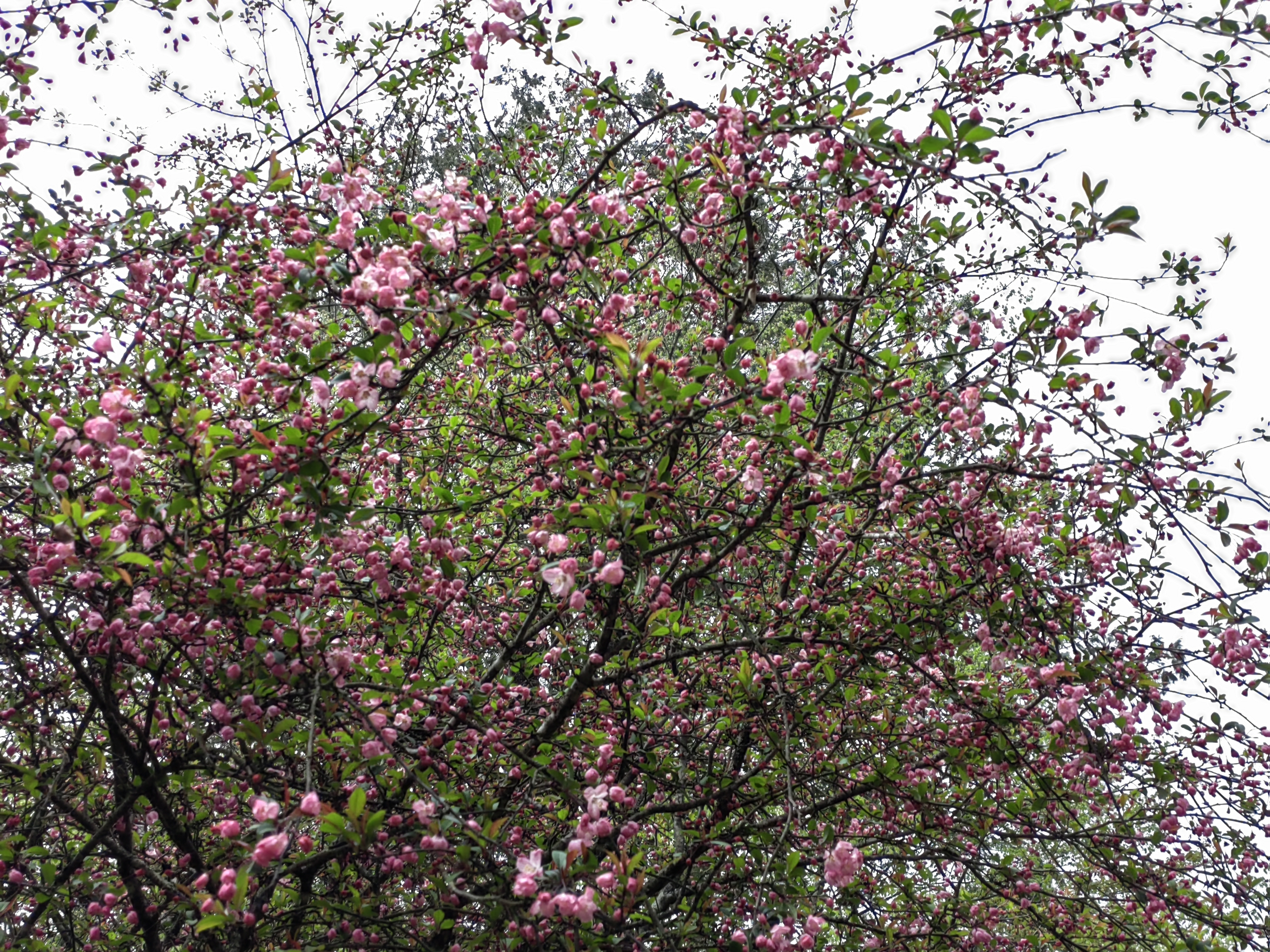 Alishan flora