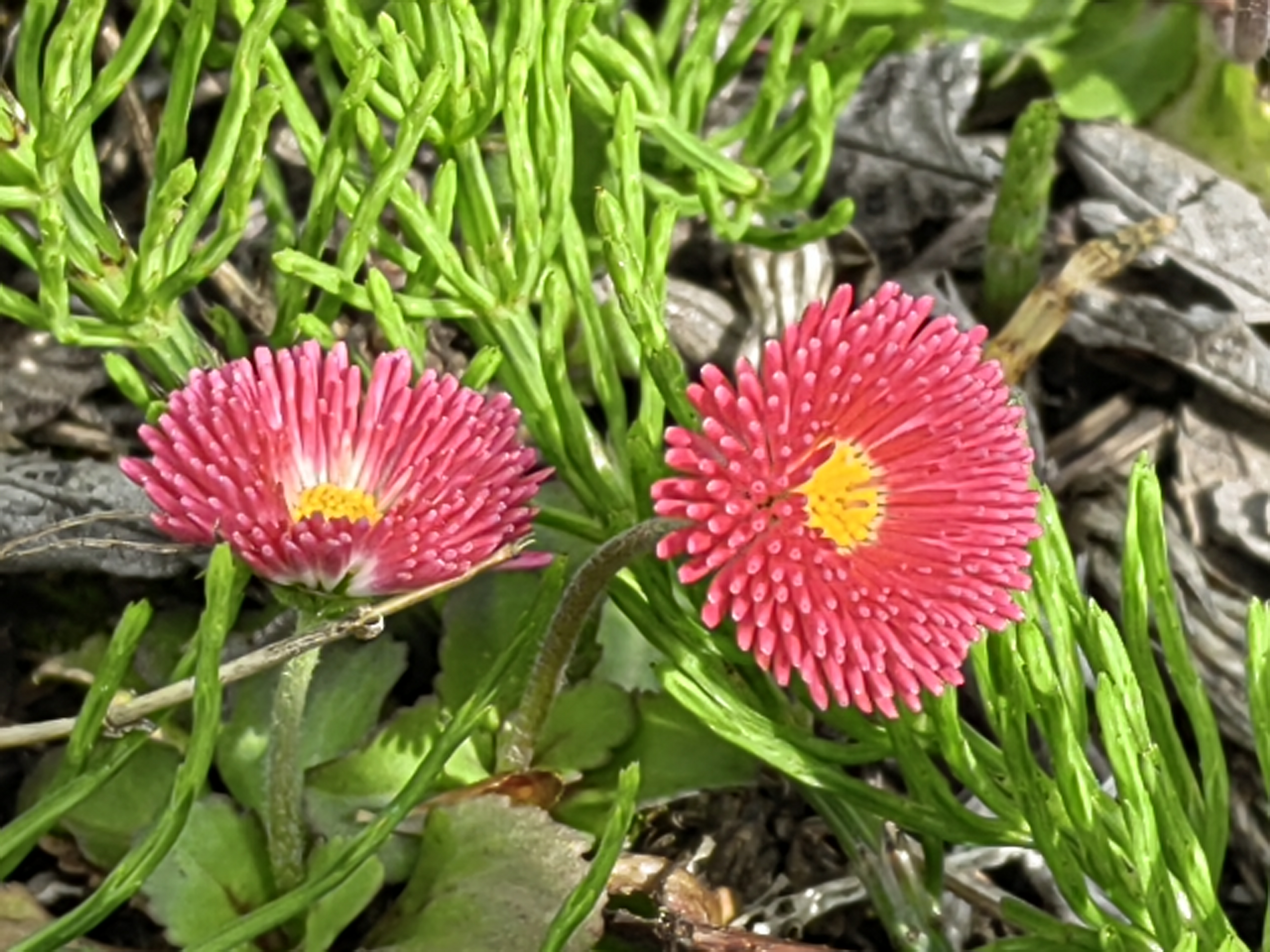 Alishan flora