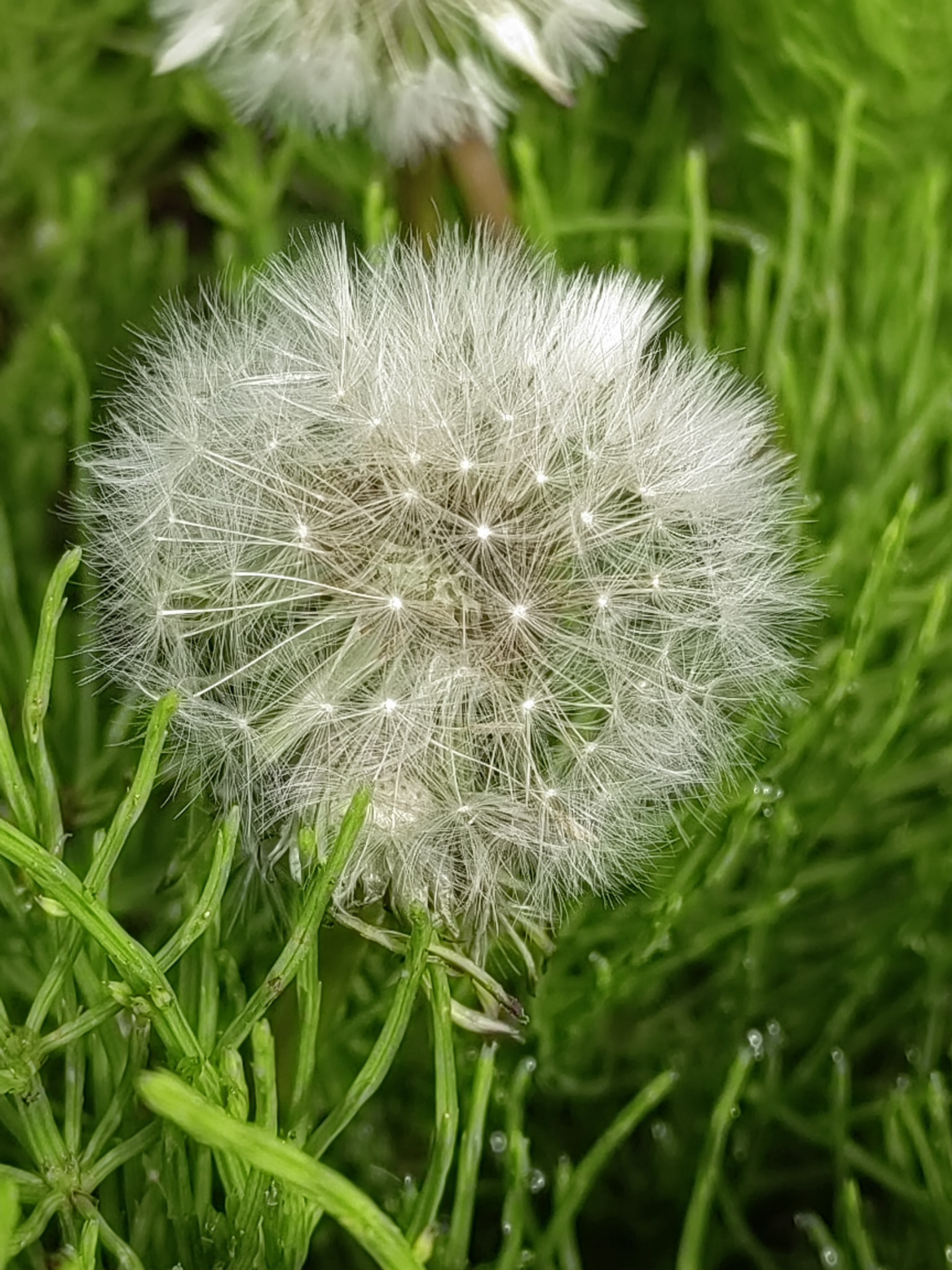 Alishan flora