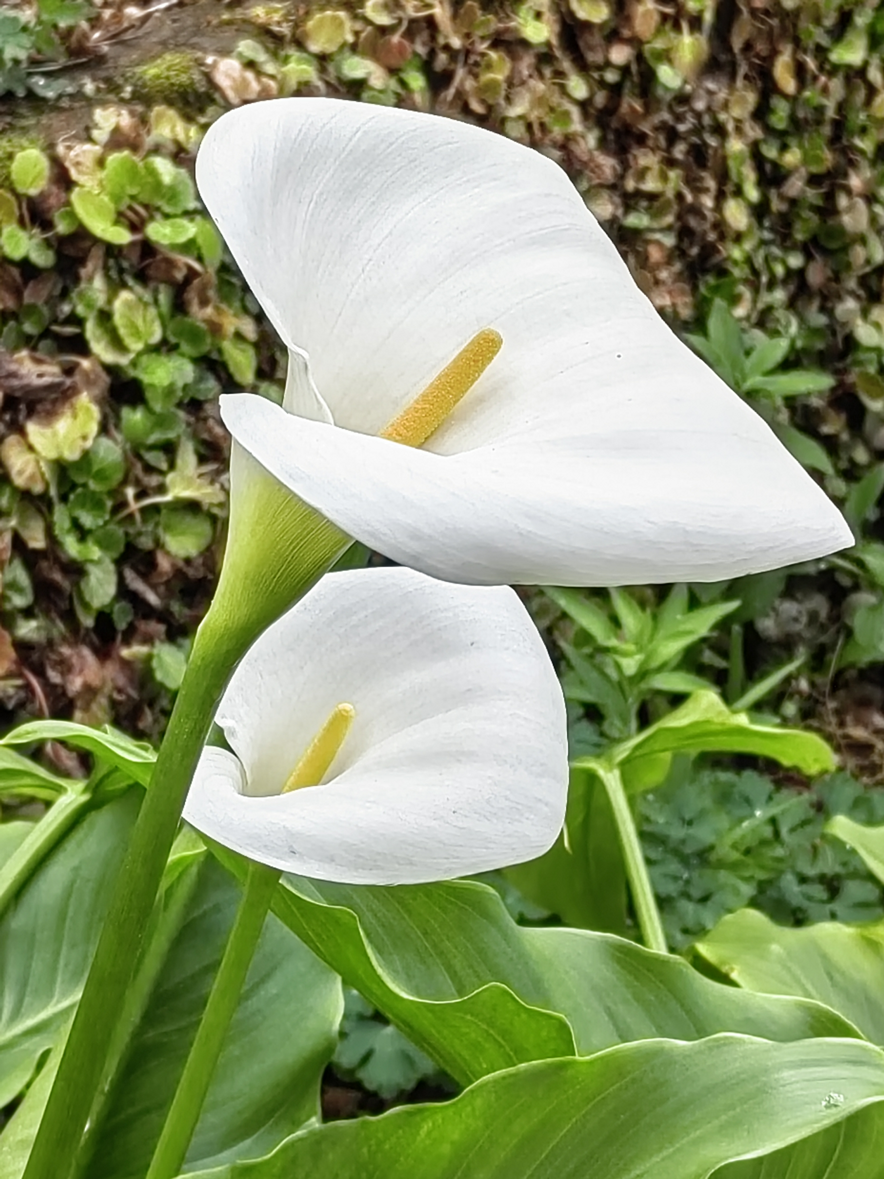Alishan flora