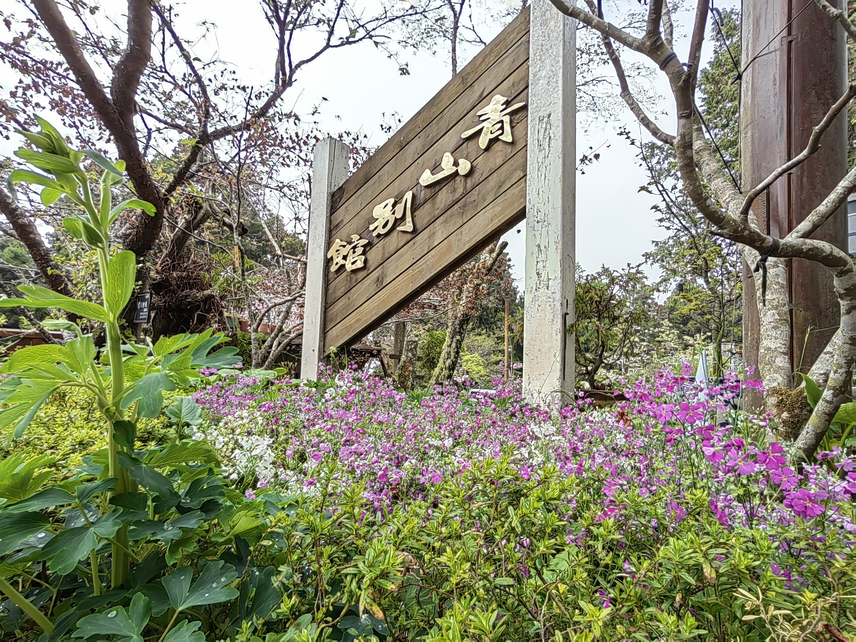 Alishan flora