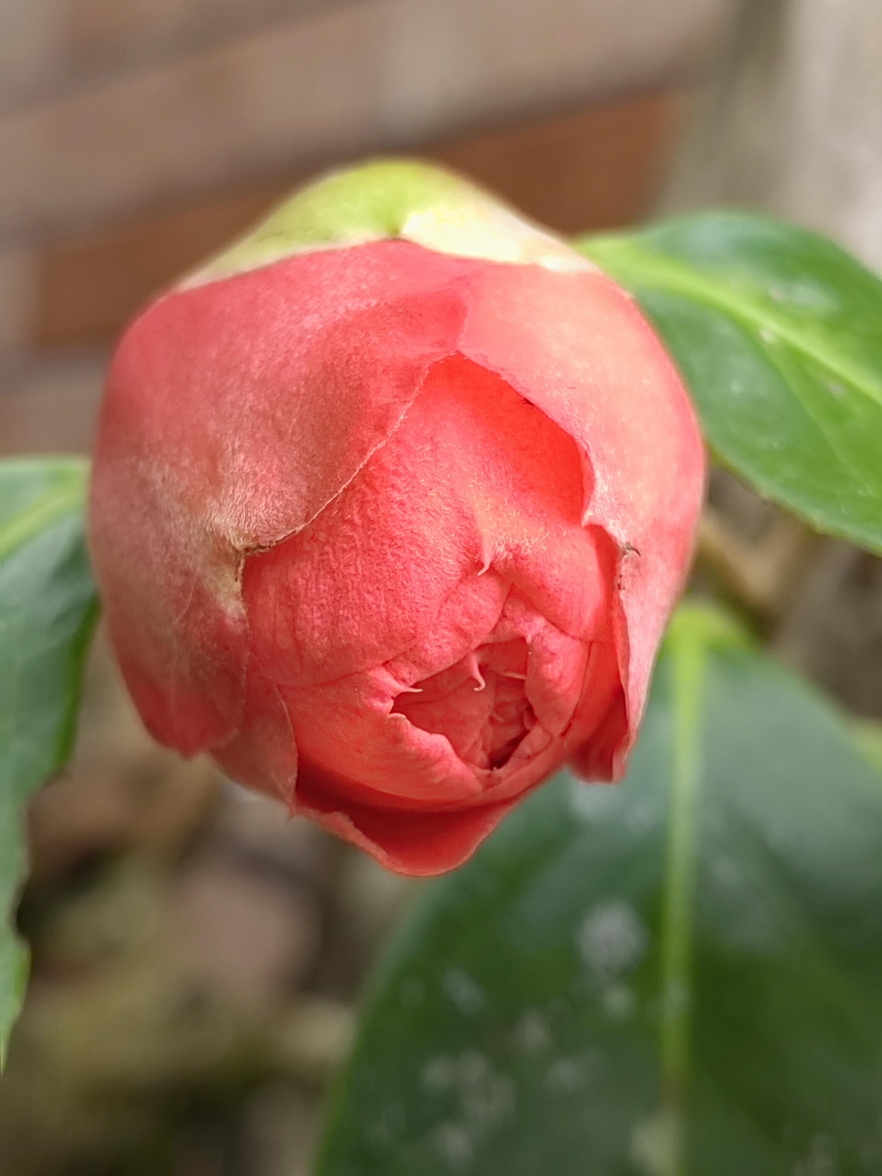 Alishan flora