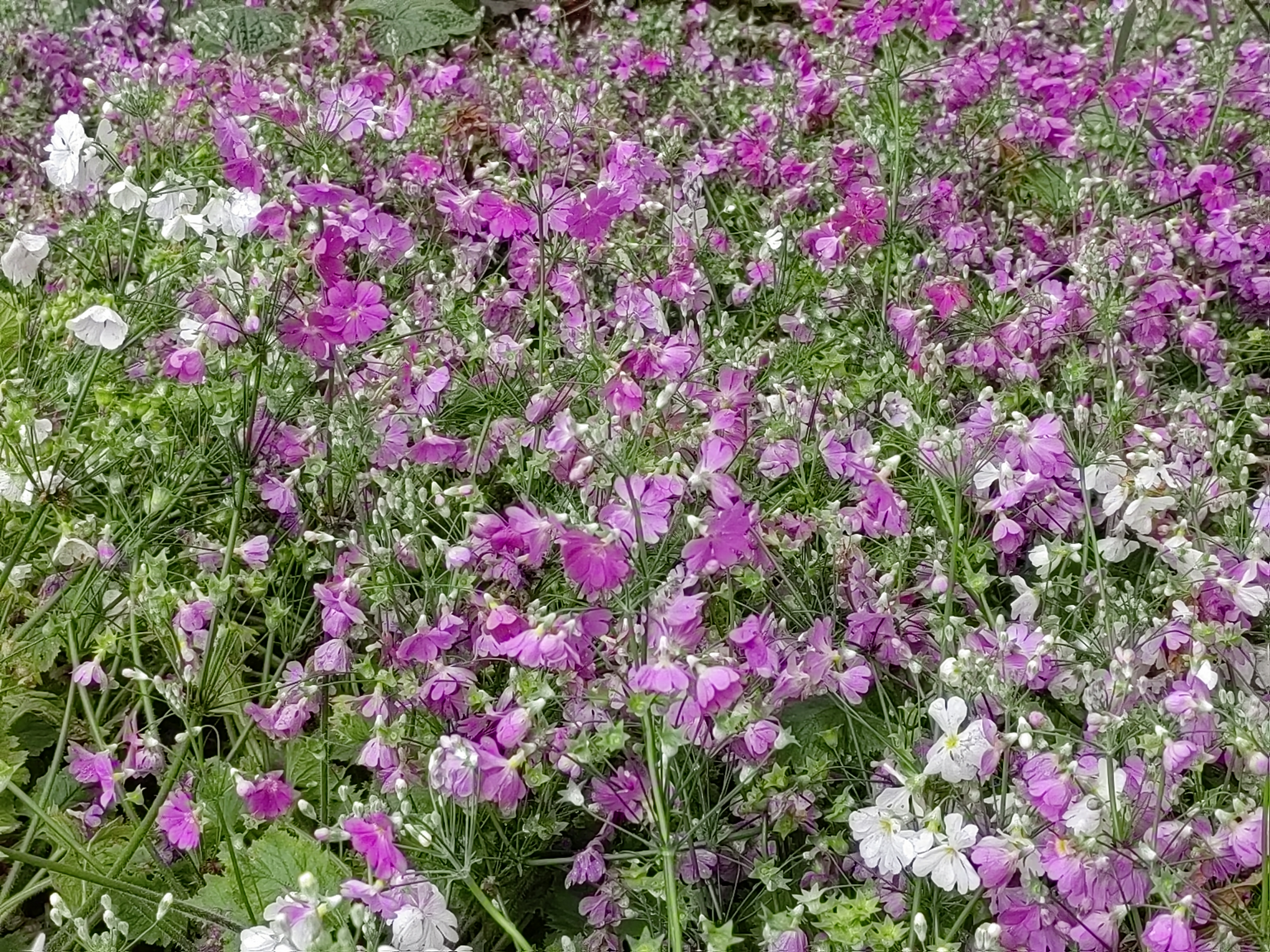 Alishan flora
