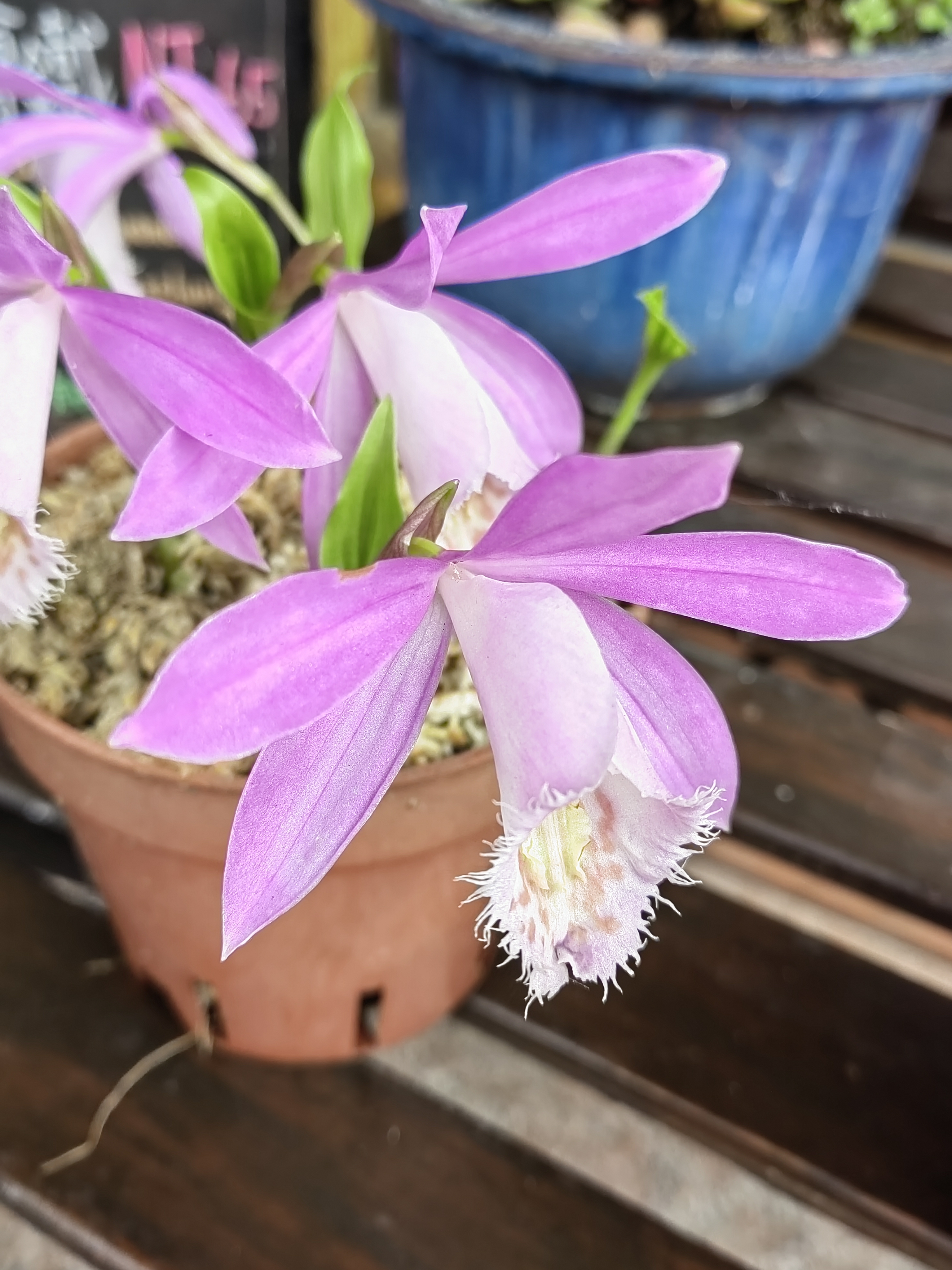 Alishan flora