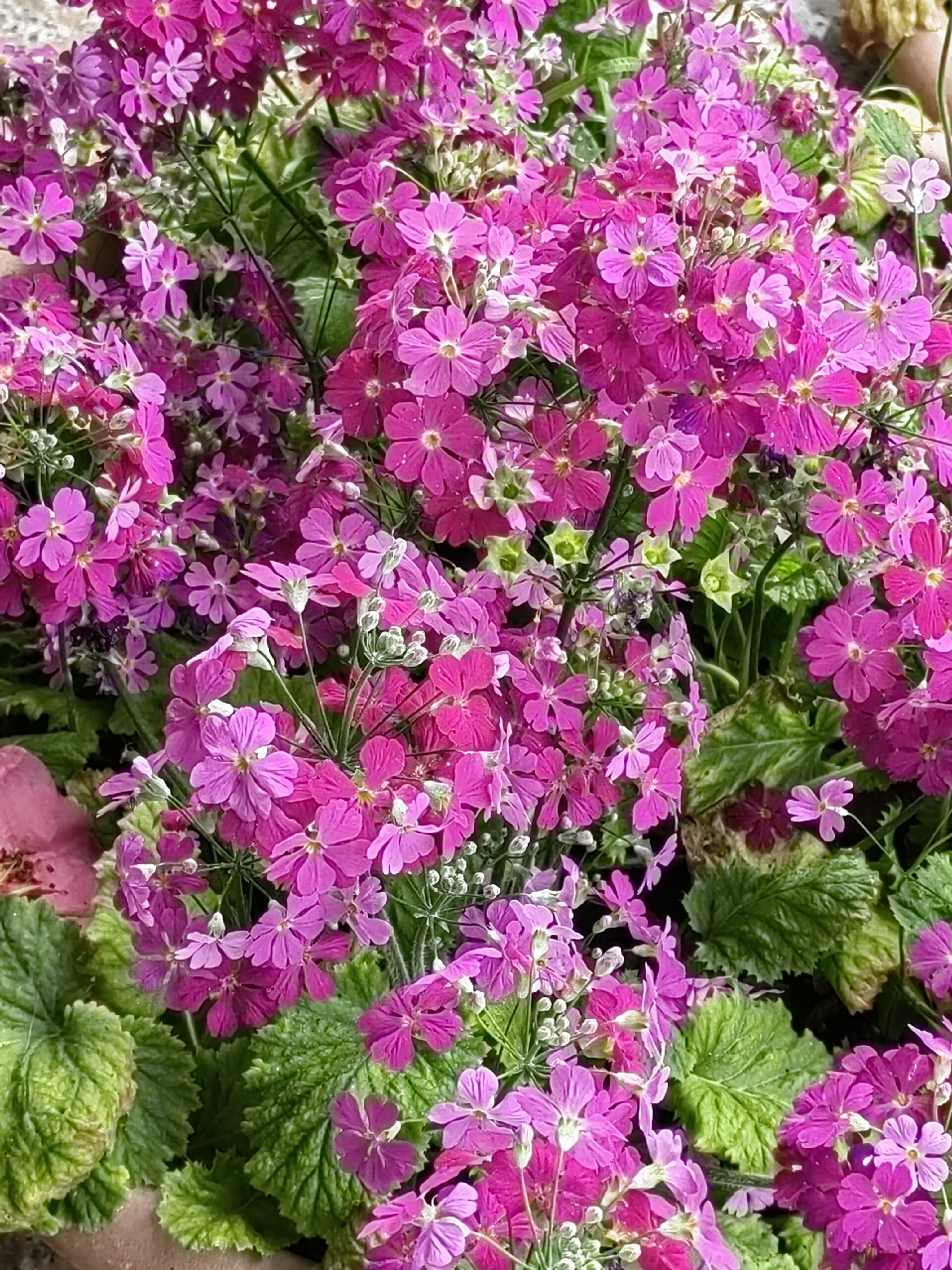 Alishan flora
