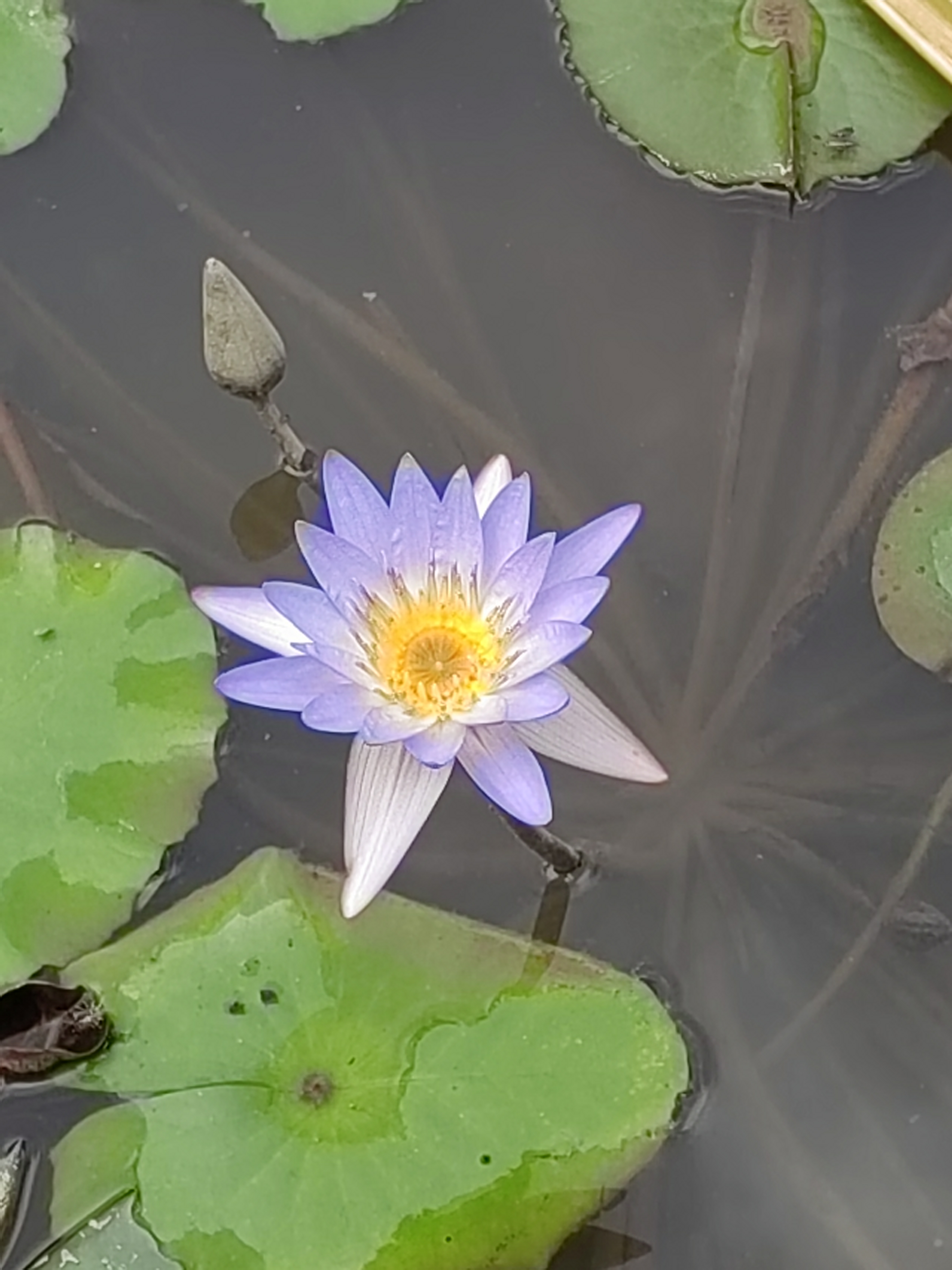 Xishuangbanna