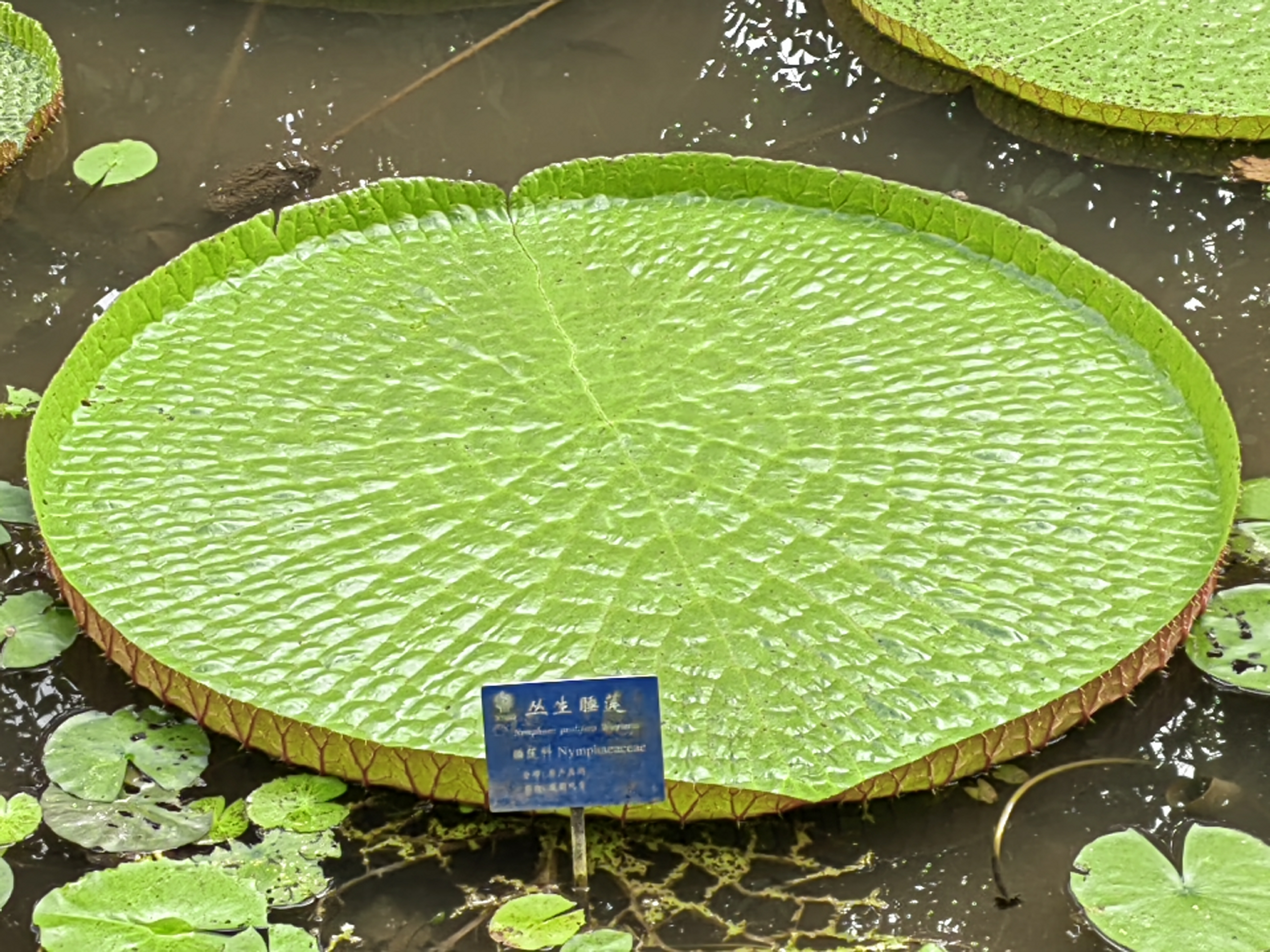 Xishuangbanna