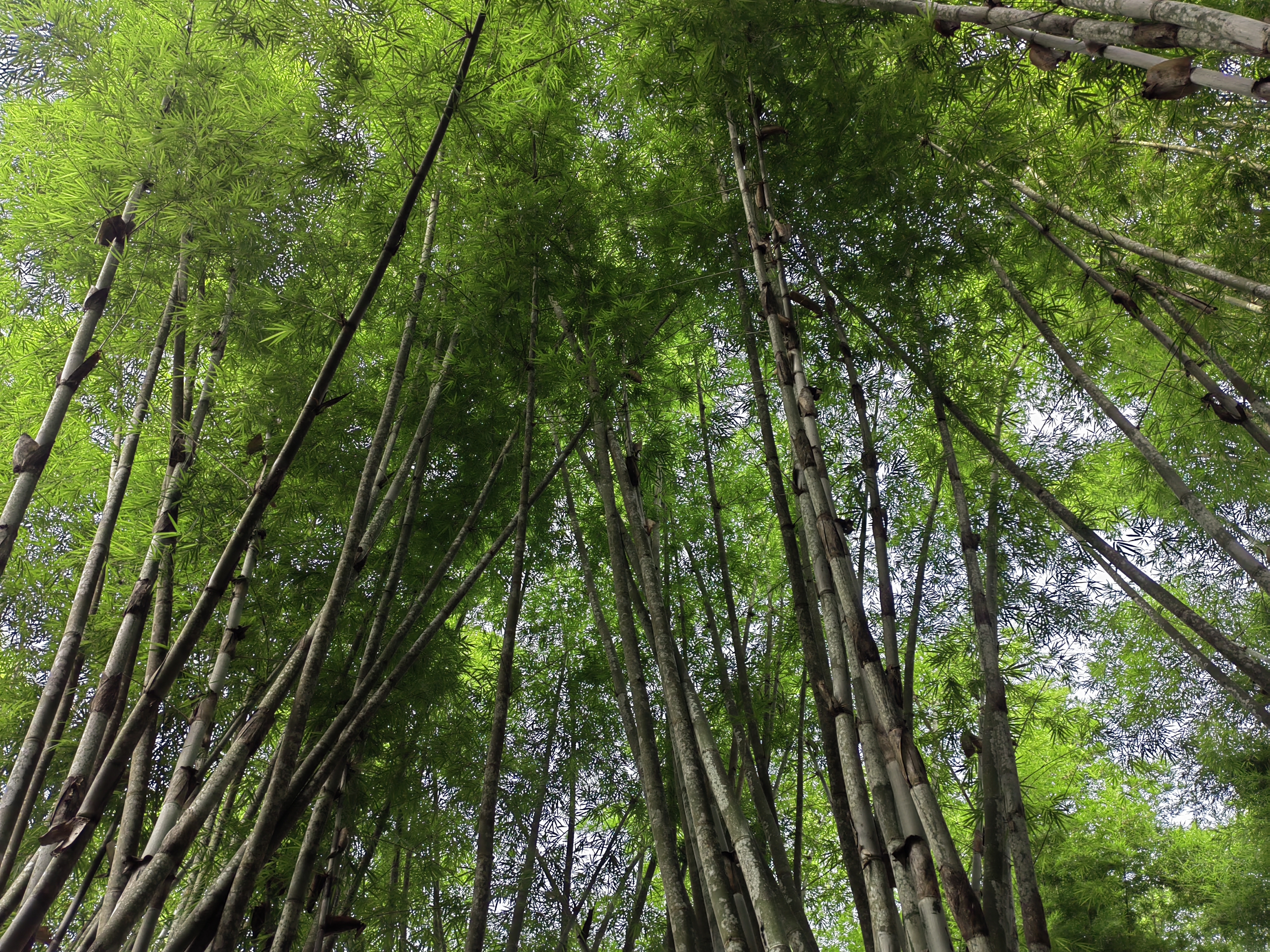 Xishuangbanna