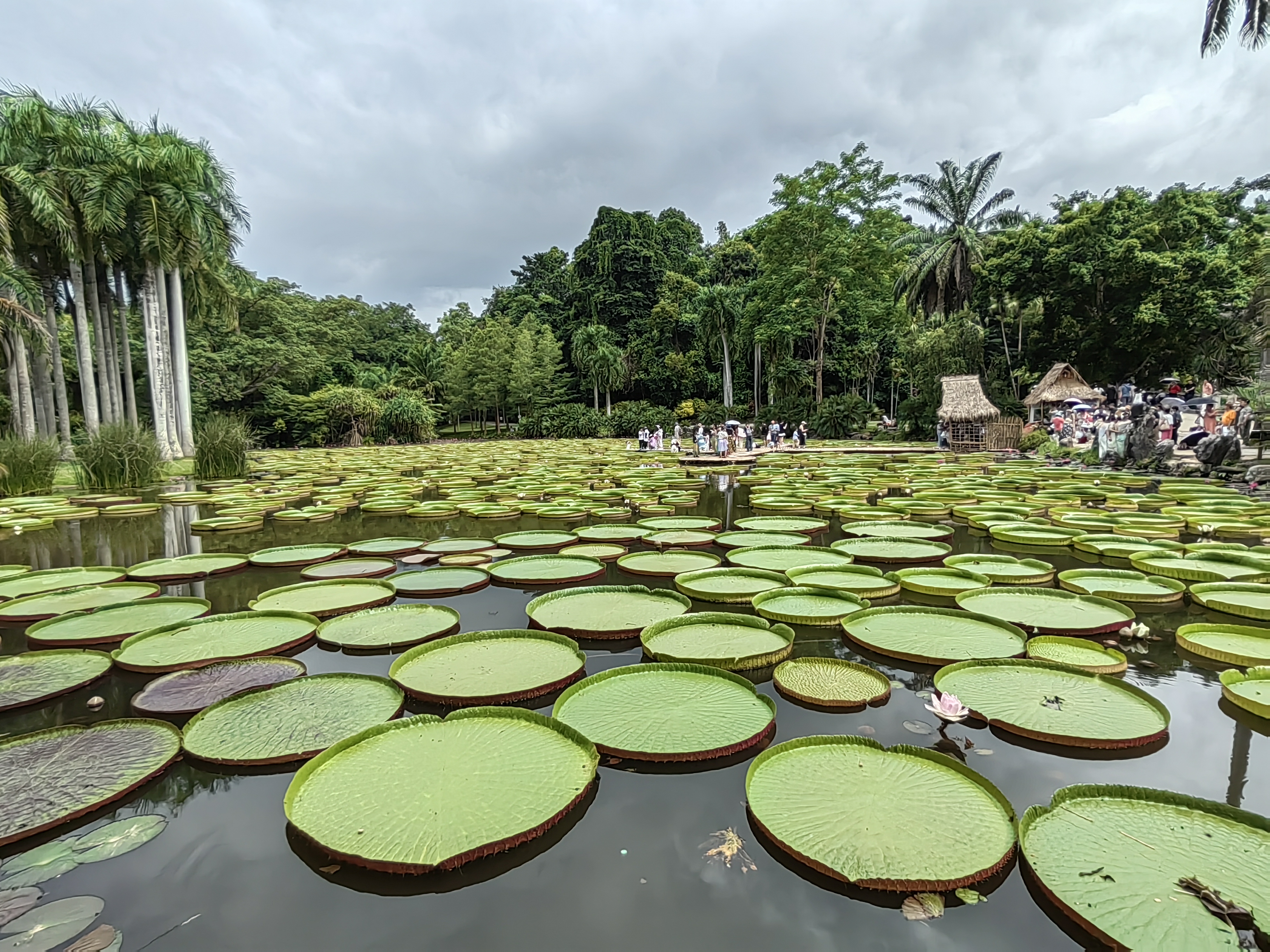 botanical