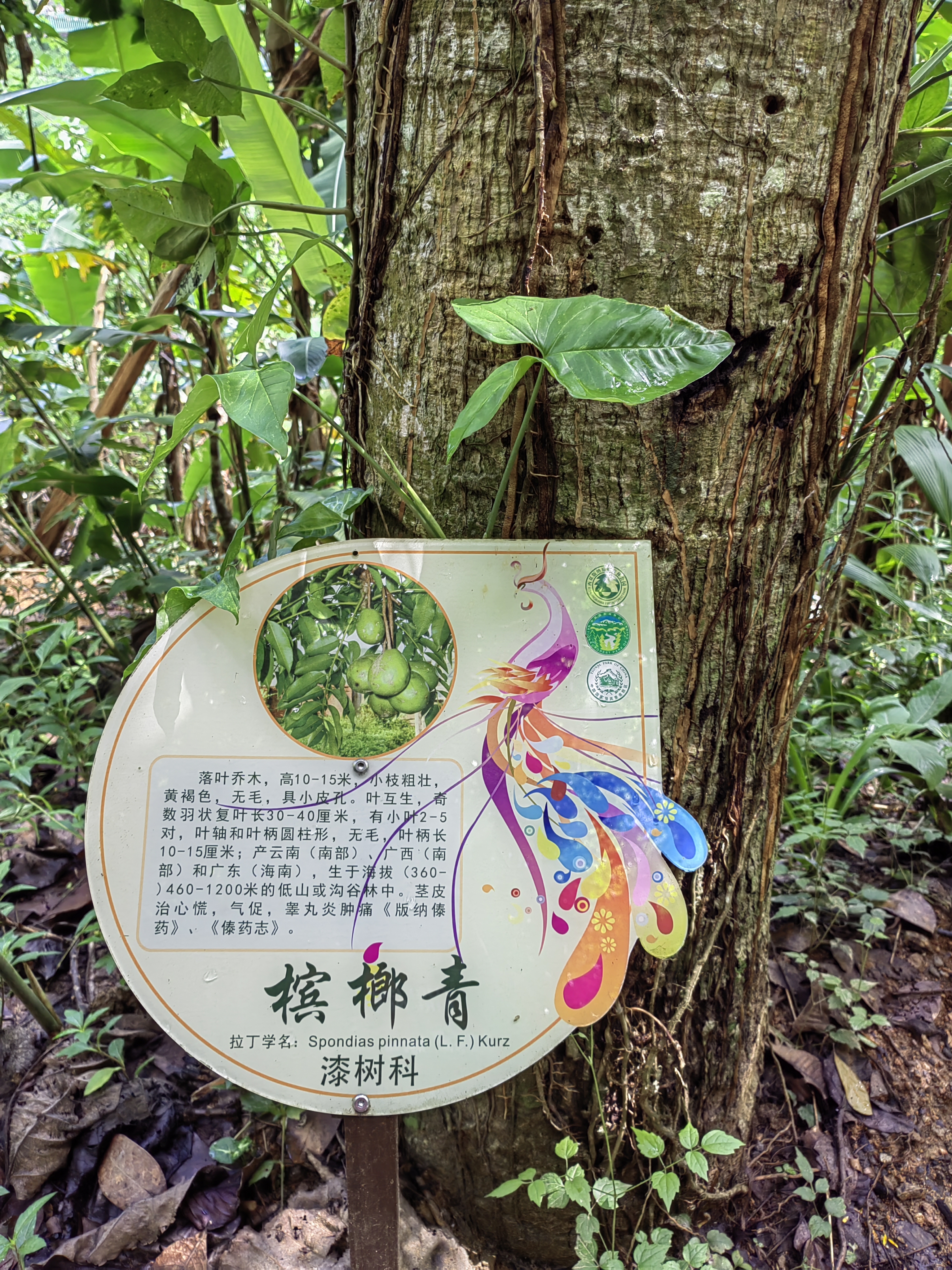 Xishuangbanna