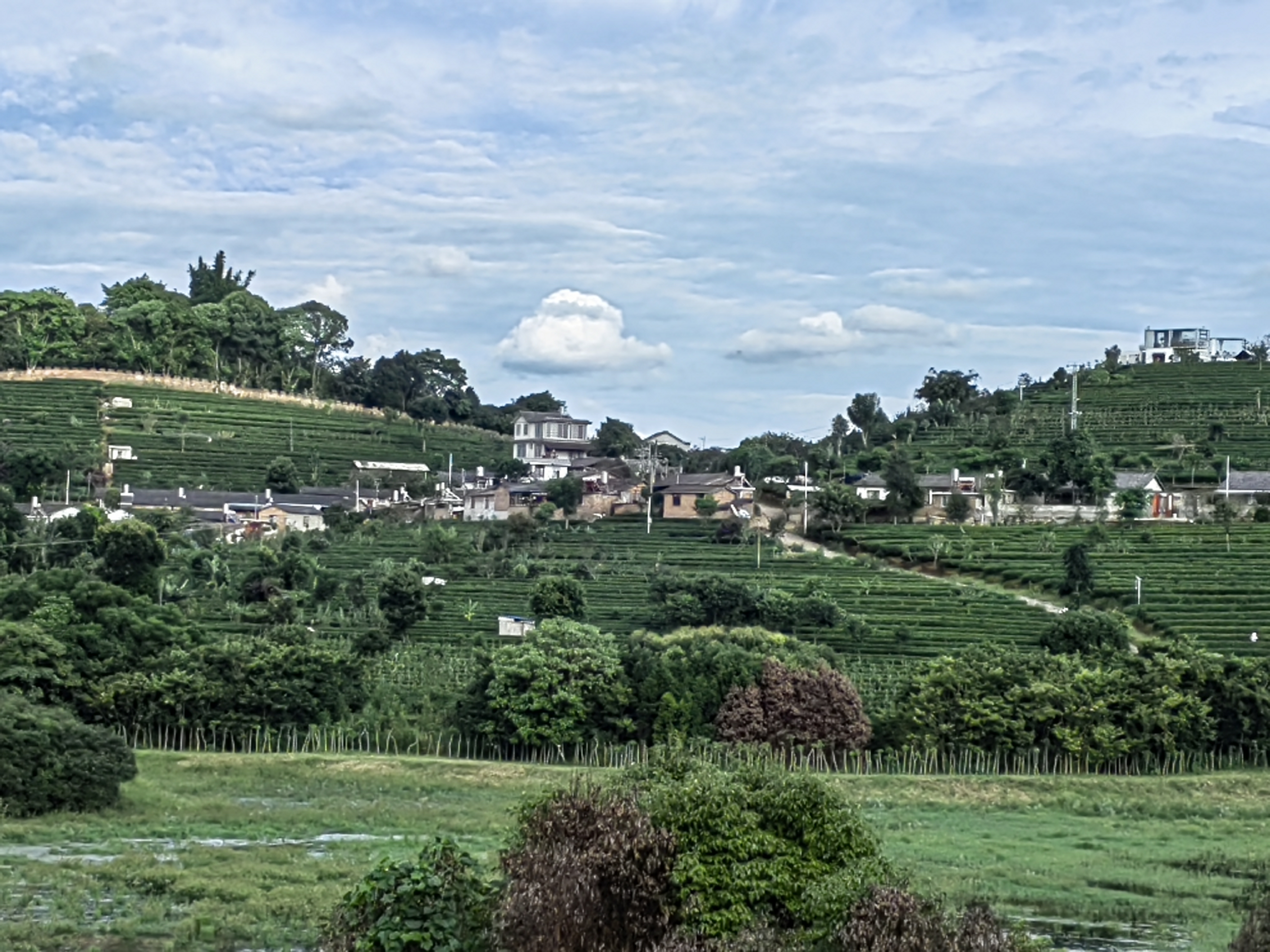 puer