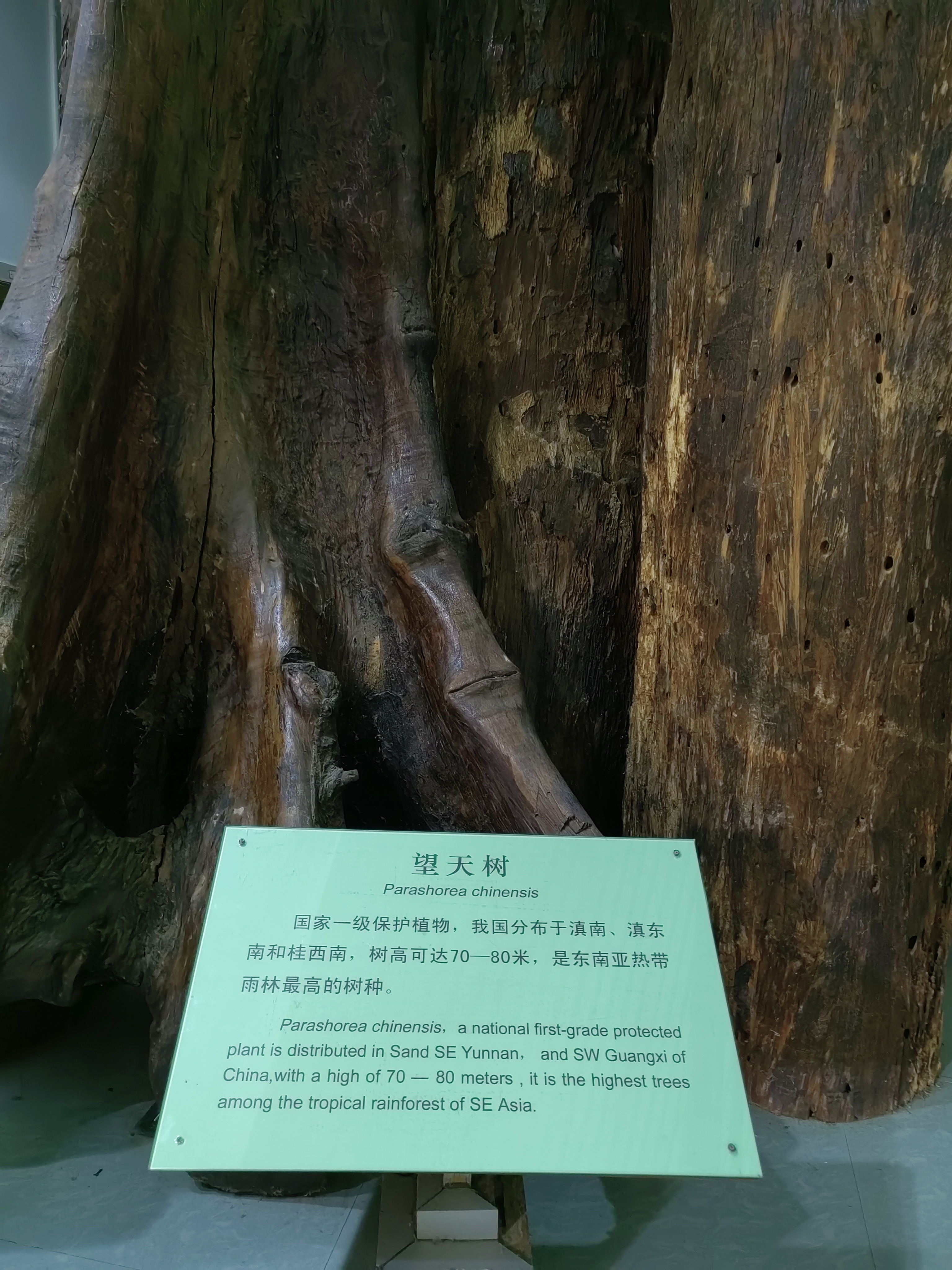 Tropical Rainforest Museum