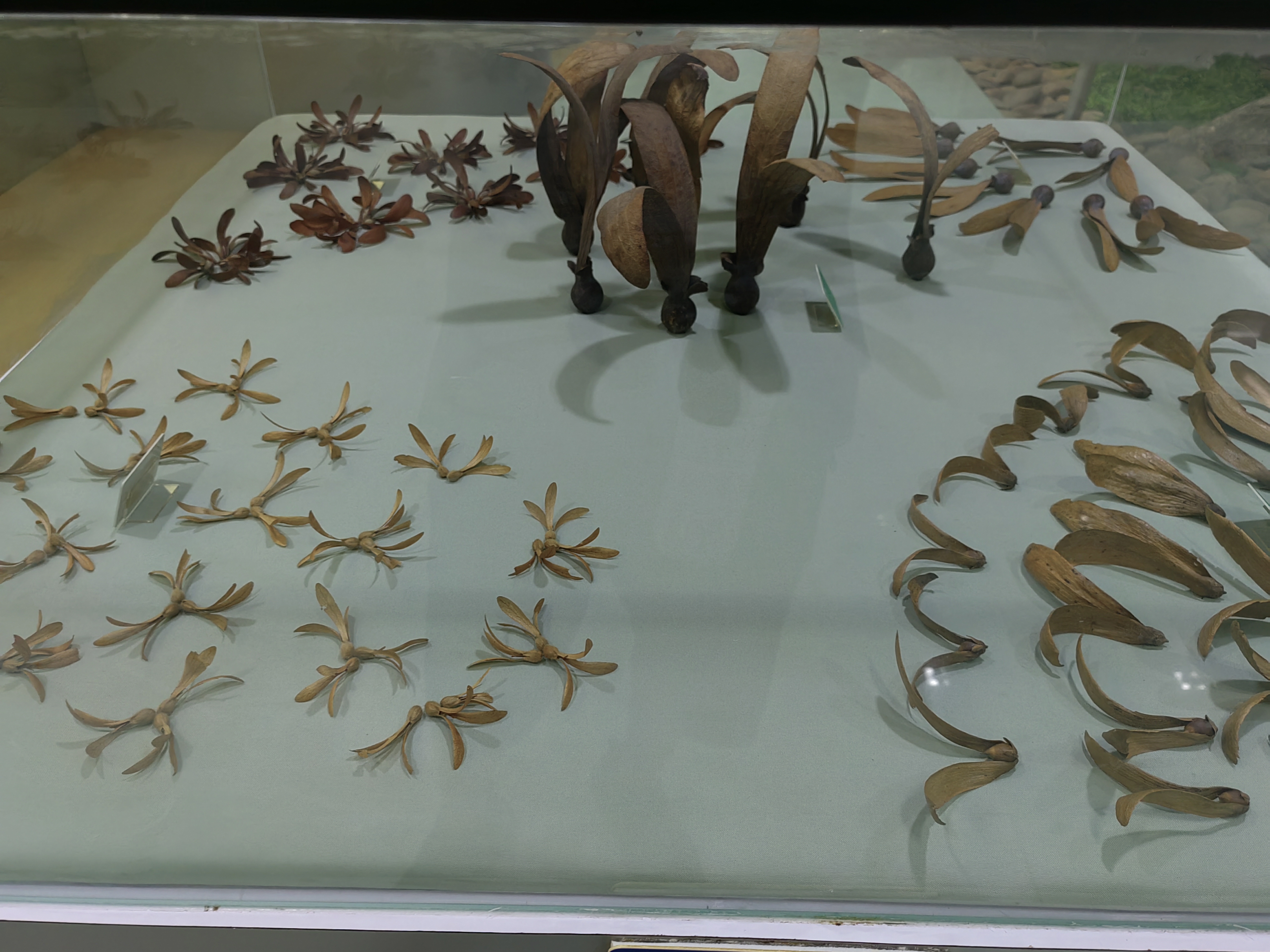 Tropical Rainforest Museum