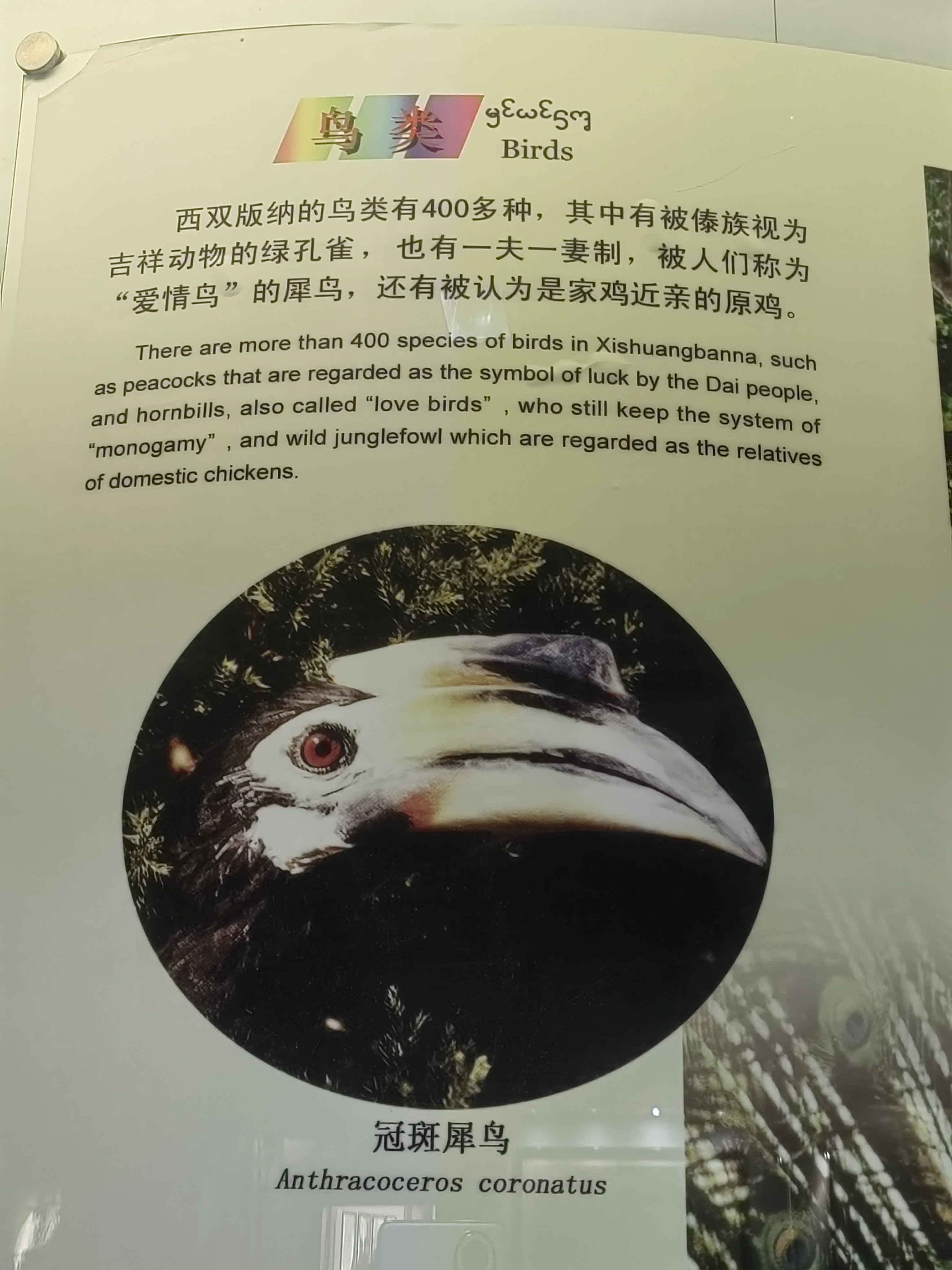 Tropical Rainforest Museum