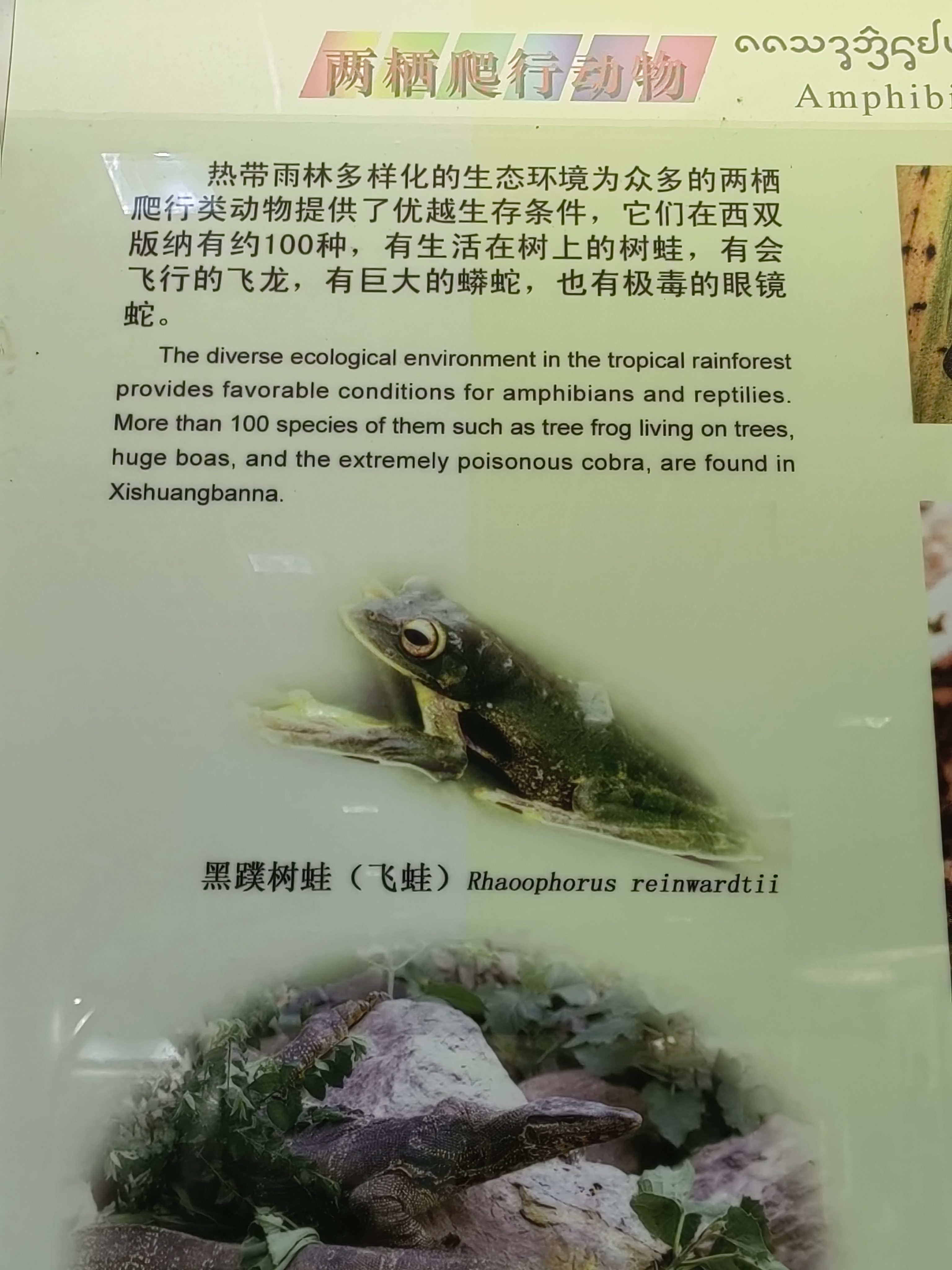 Tropical Rainforest Museum