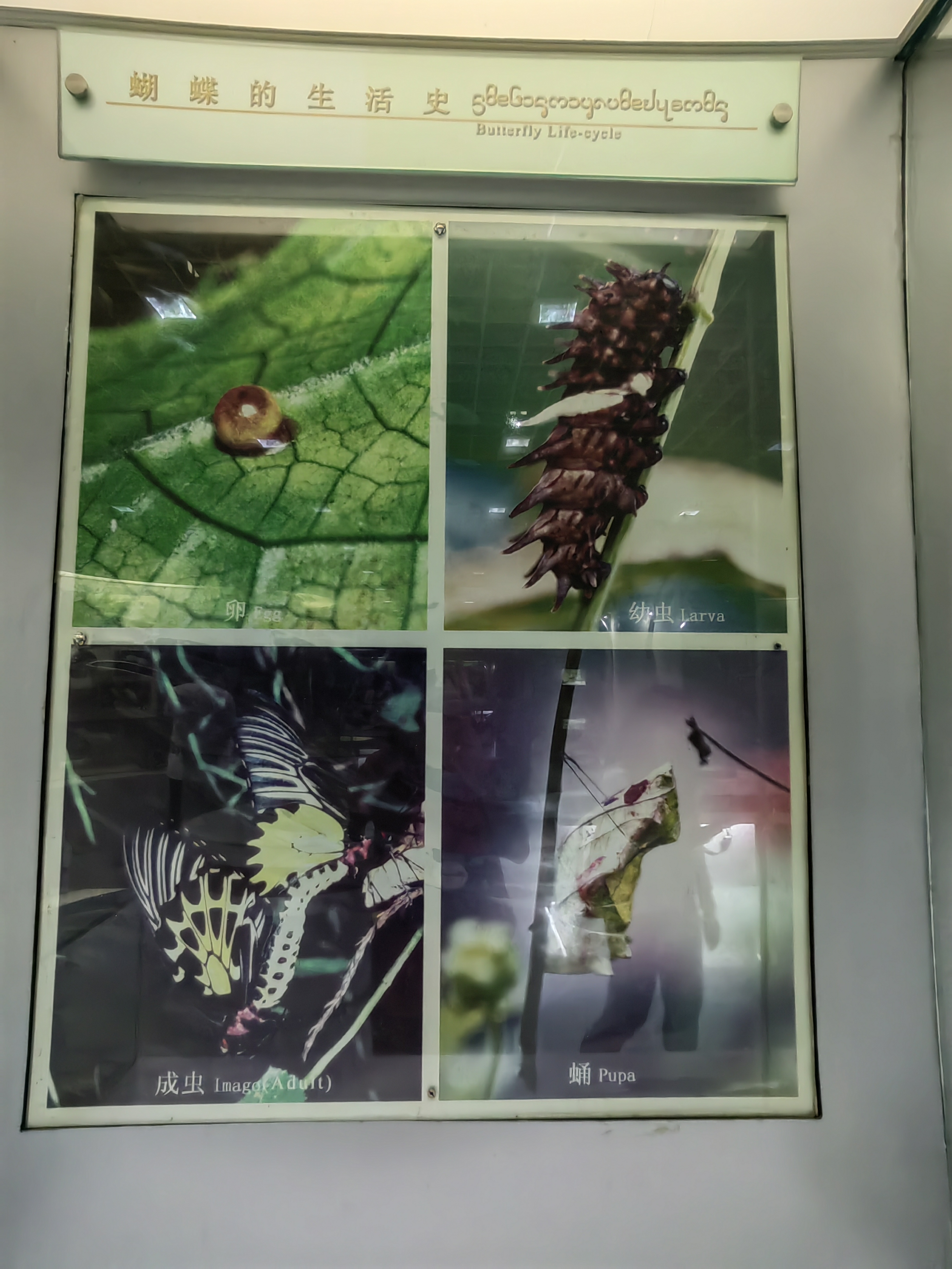 Tropical Rainforest Museum