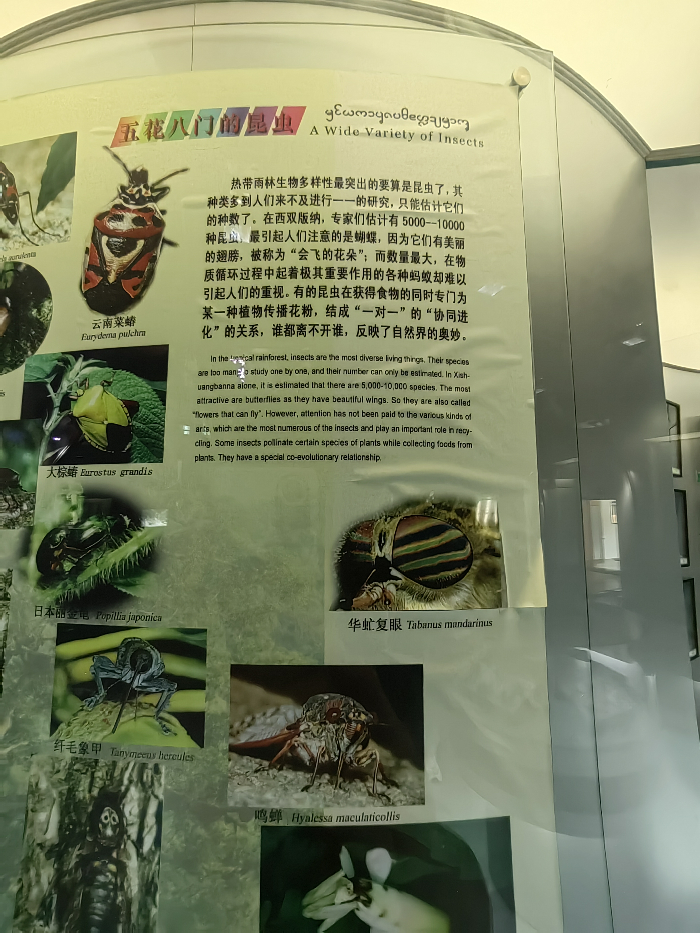 Tropical Rainforest Museum