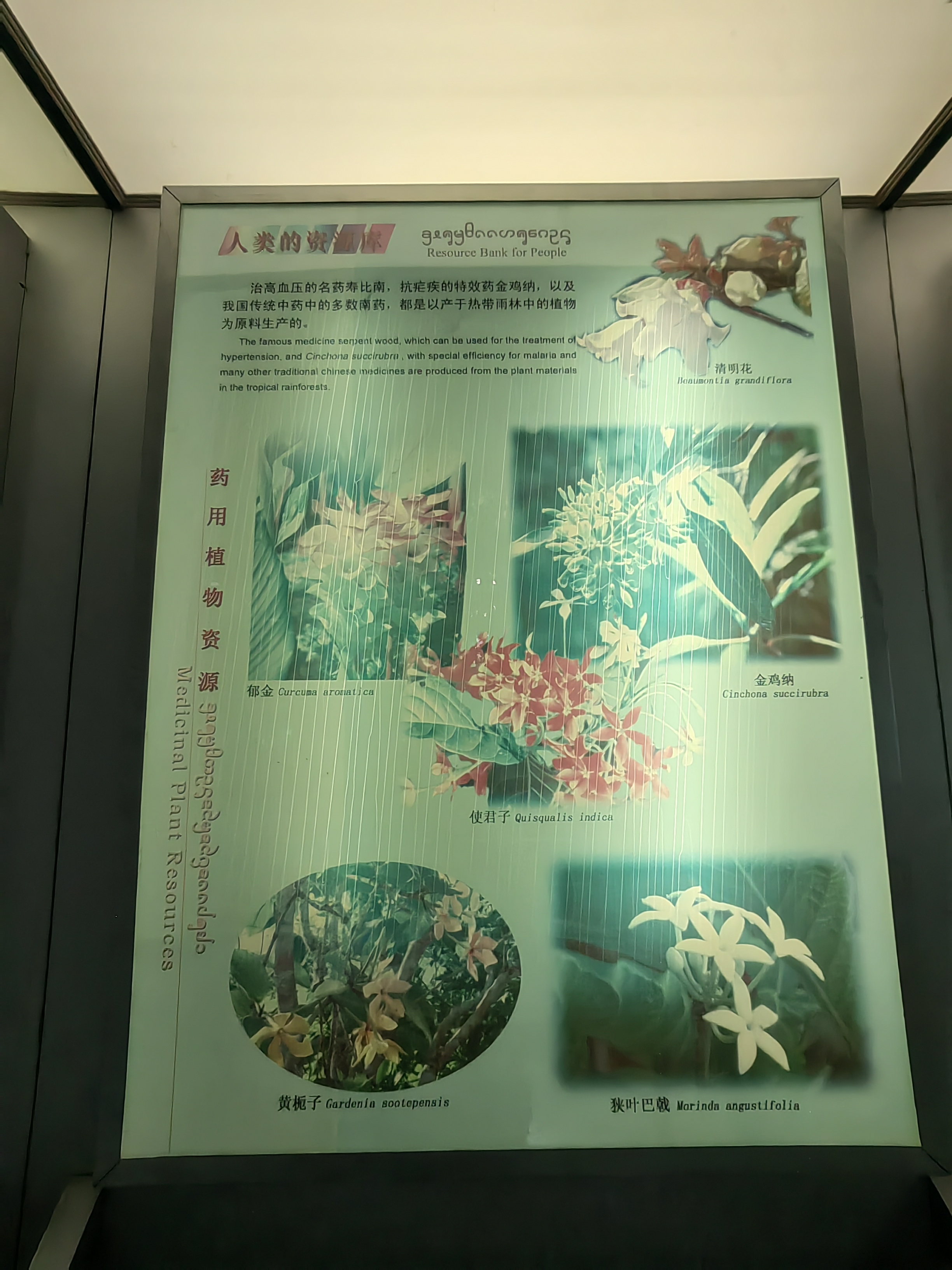 Tropical Rainforest Museum