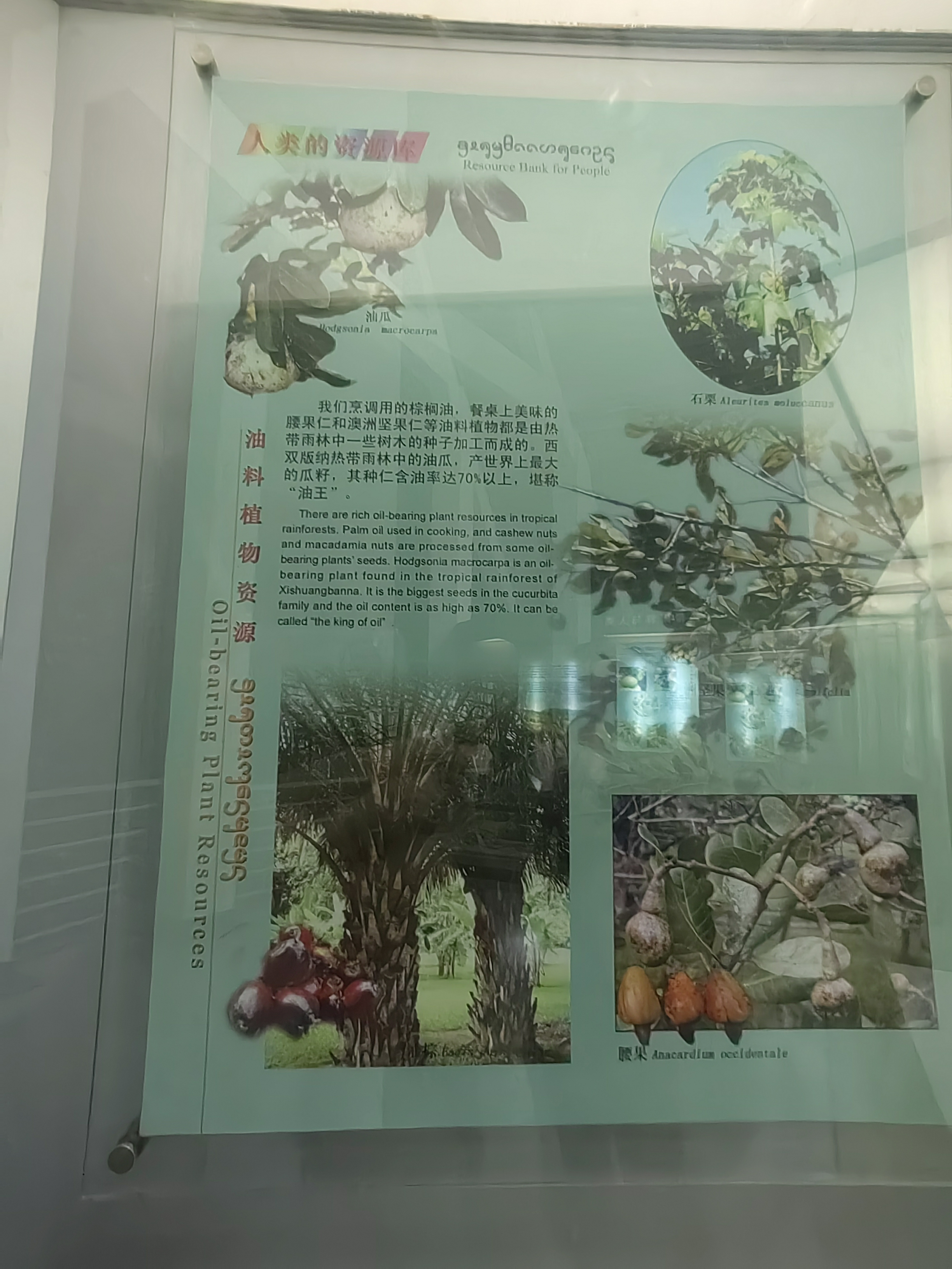 Tropical Rainforest Museum