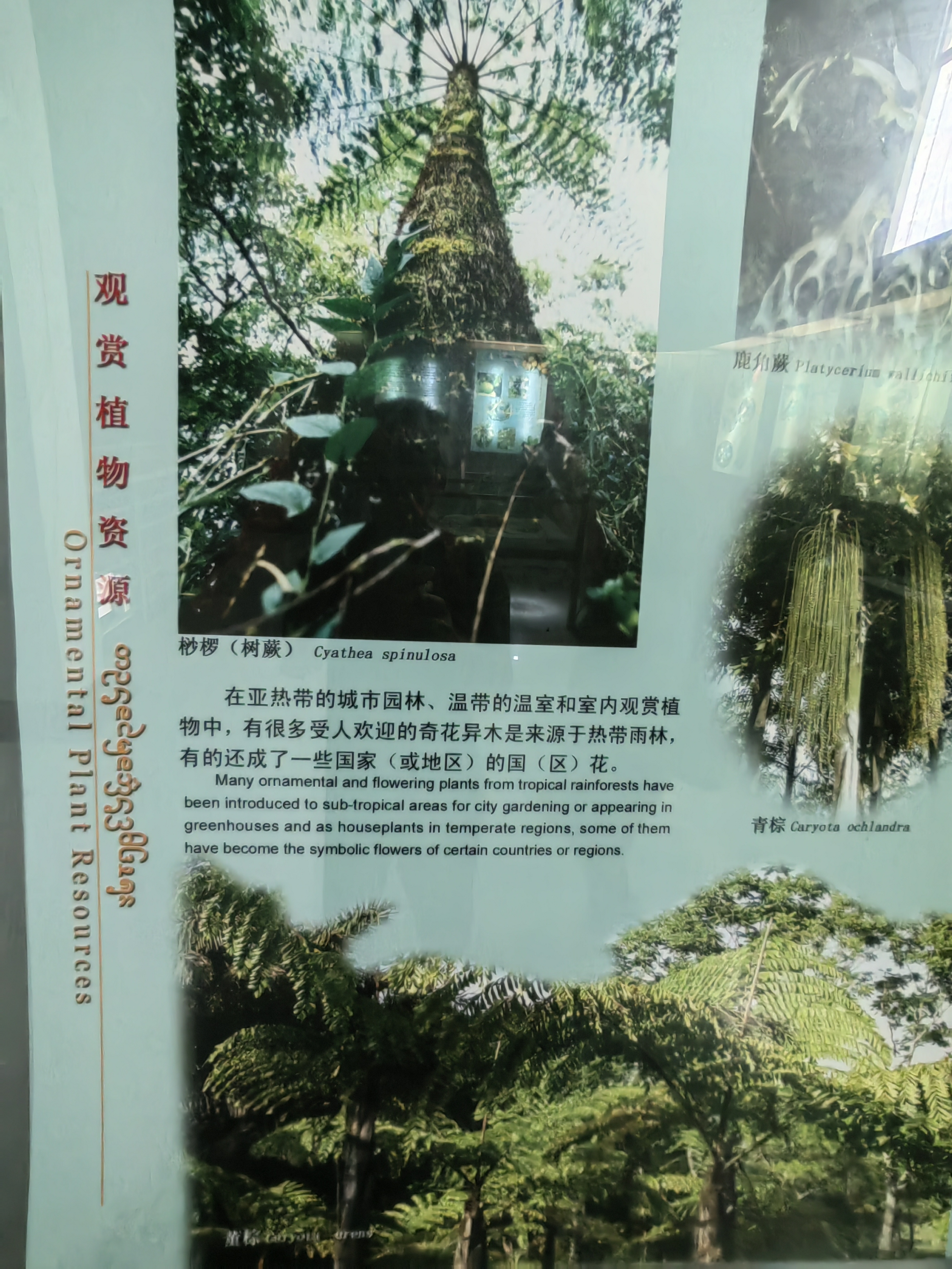 Tropical Rainforest Museum
