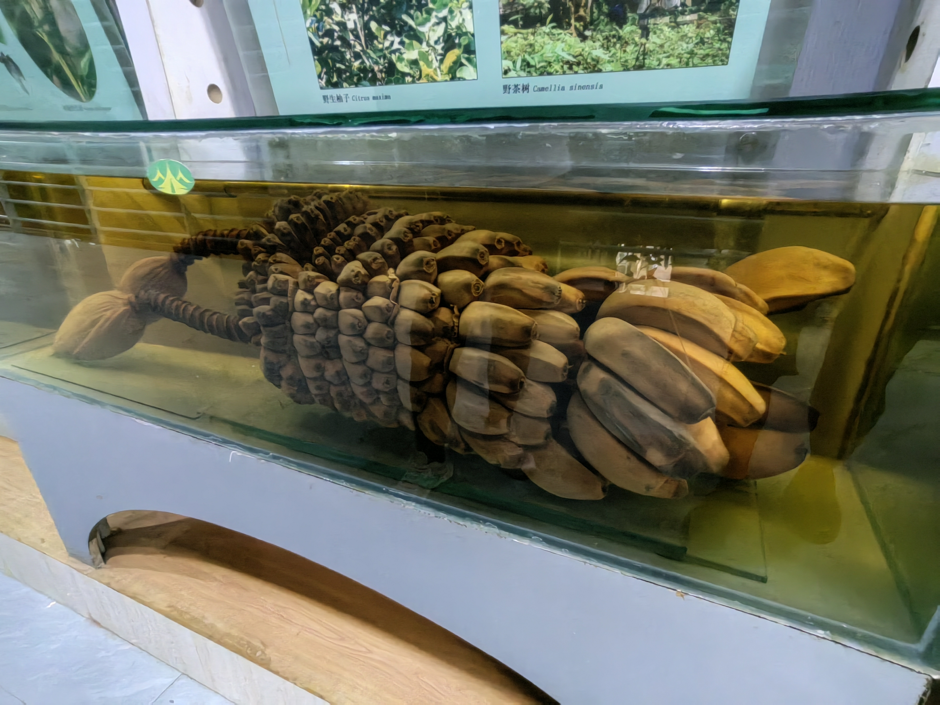 Tropical Rainforest Museum