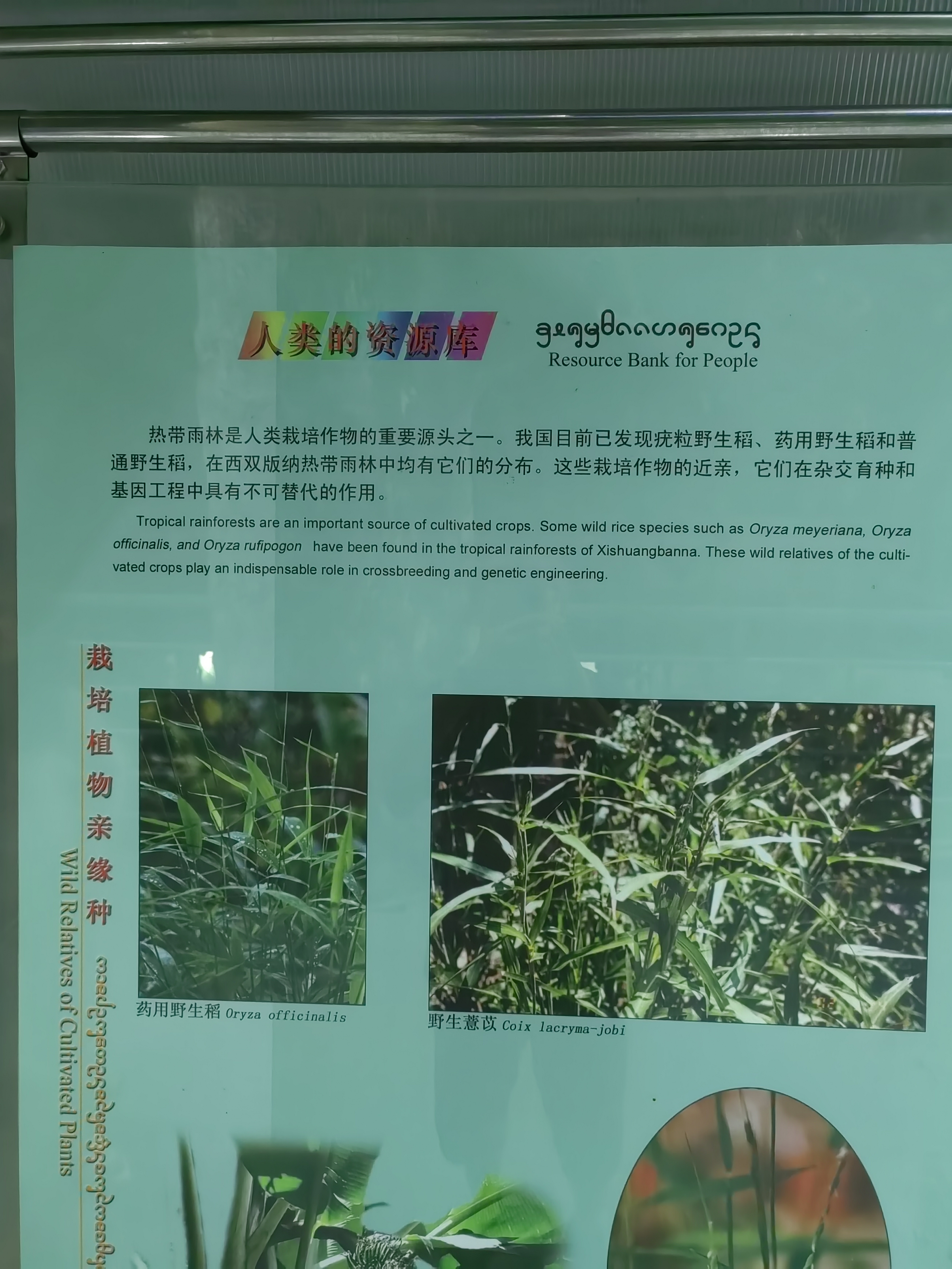 Tropical Rainforest Museum