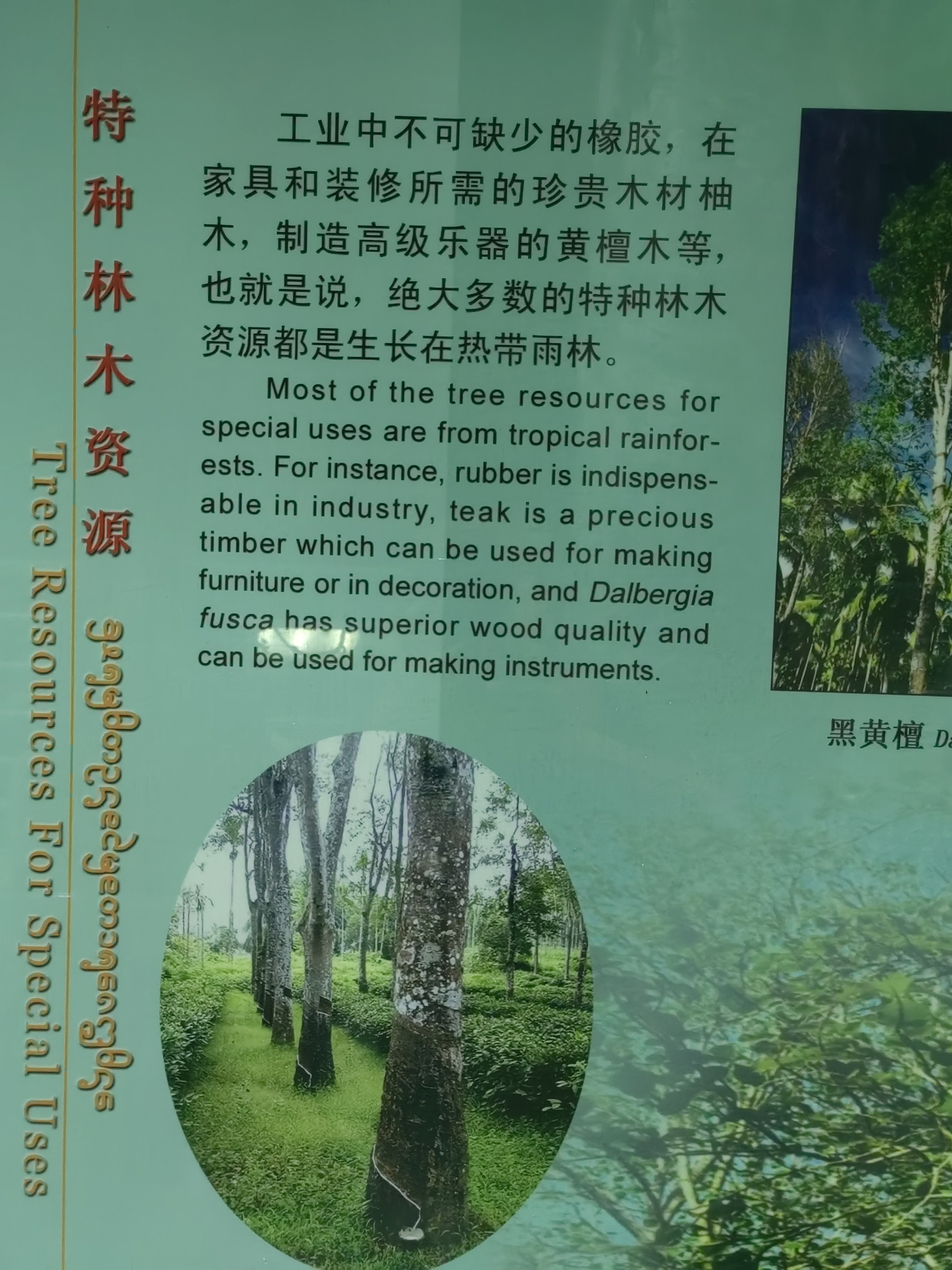 Tropical Rainforest Museum
