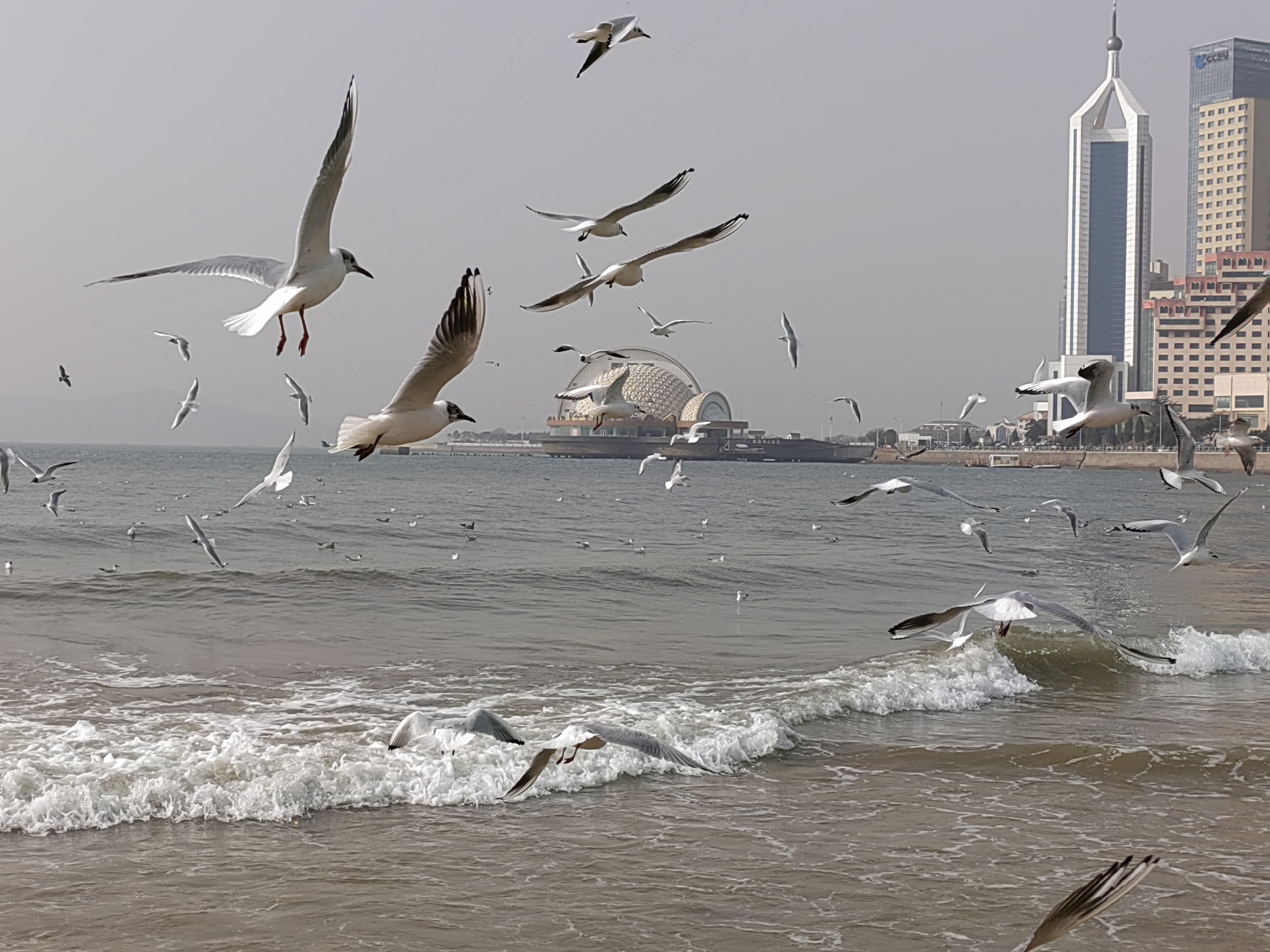 seagulls
