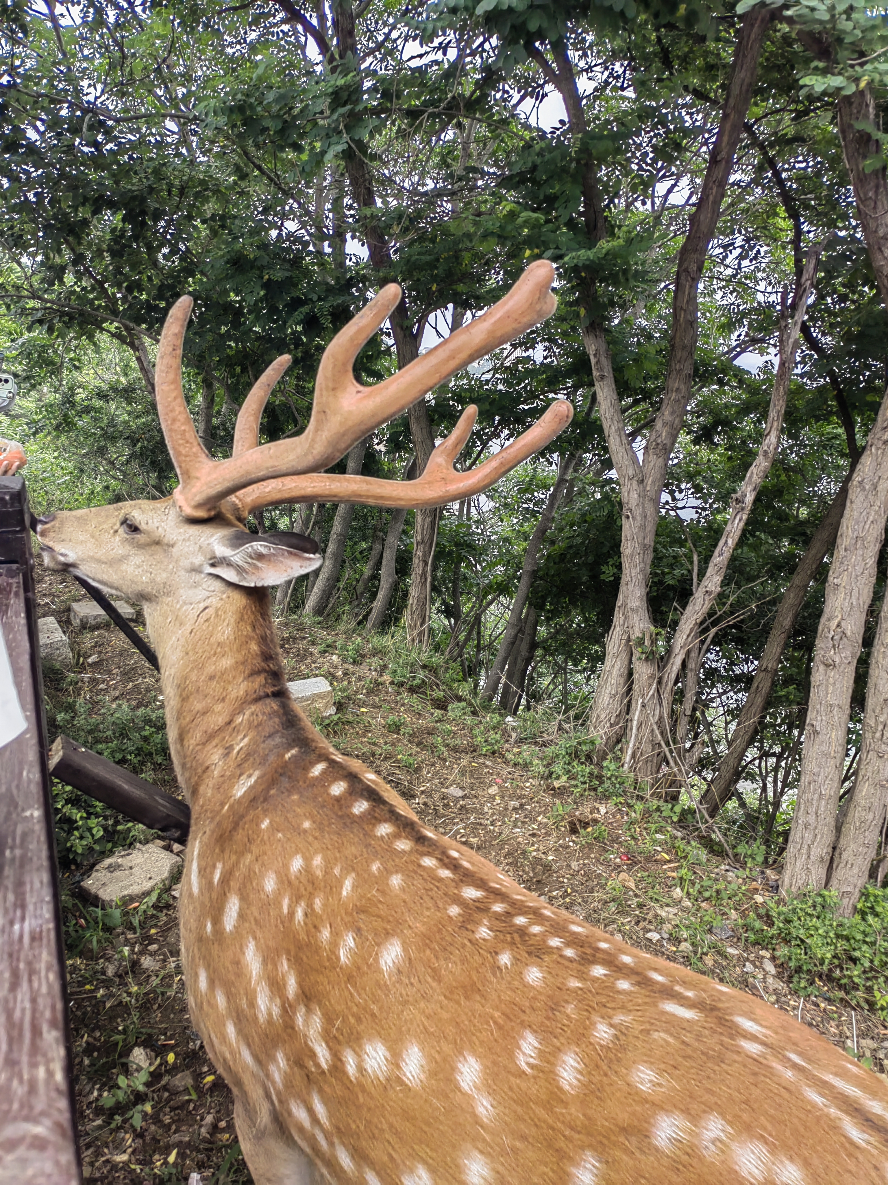 sikadeer